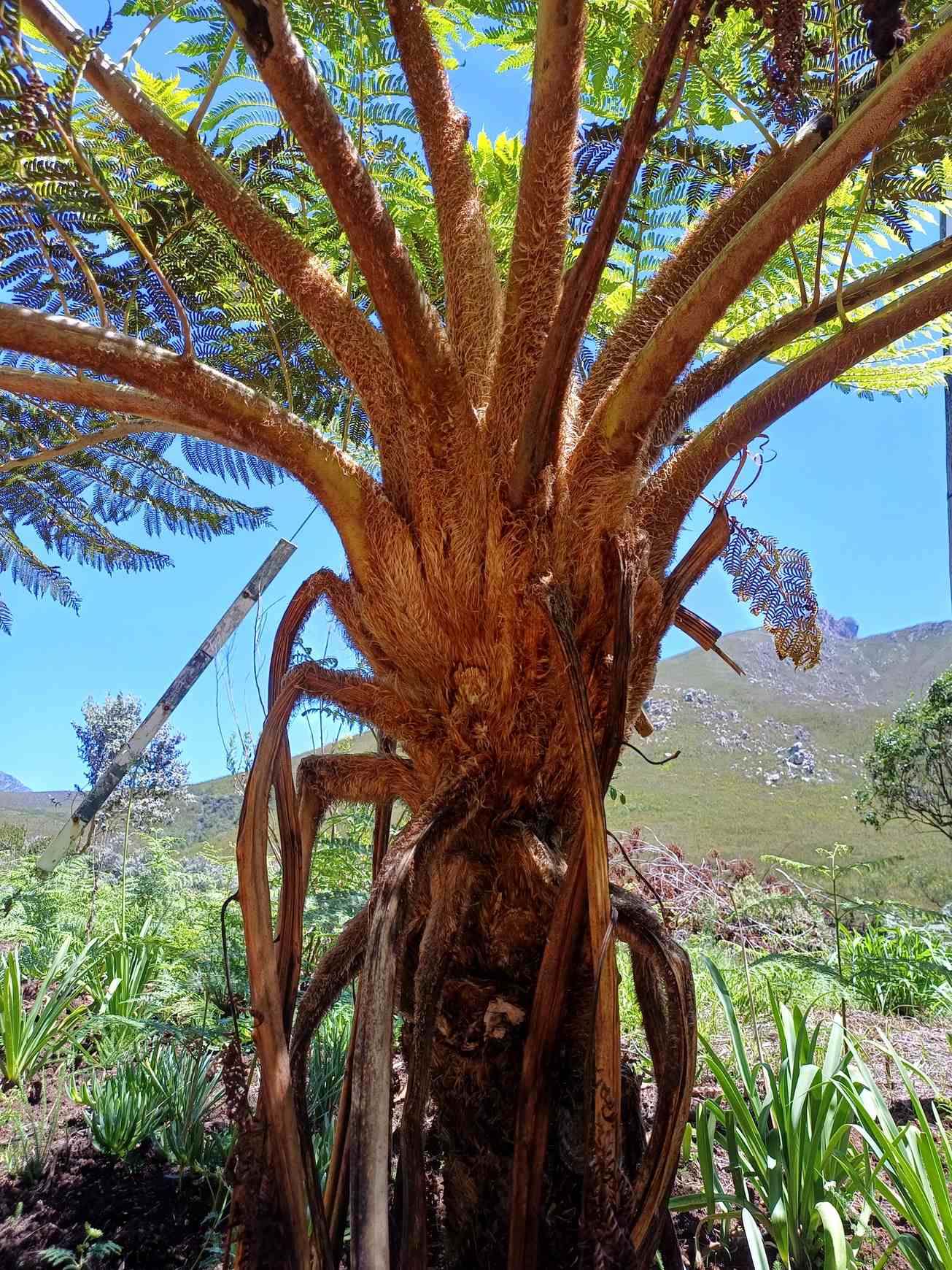 Sphaeropteris cooperi