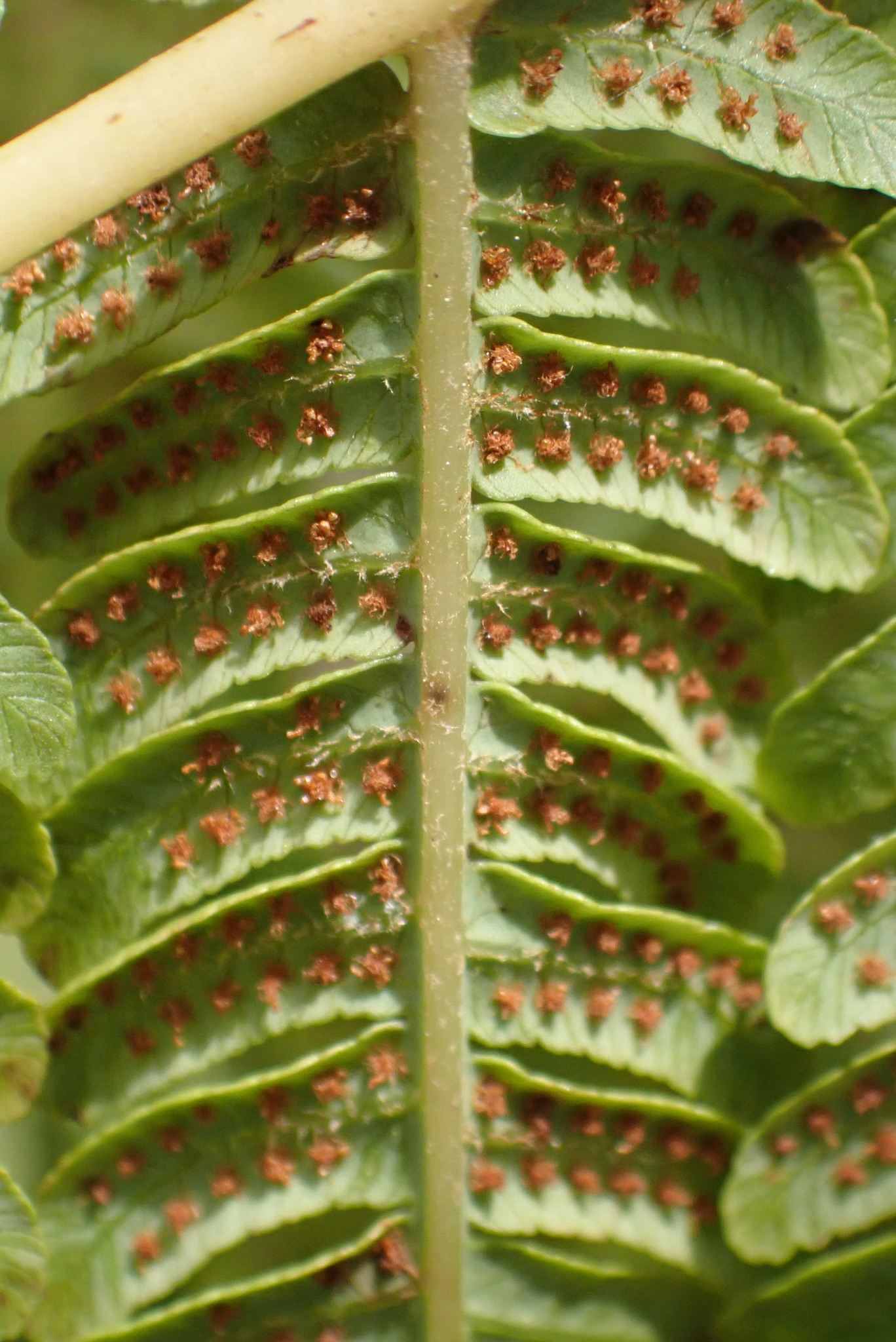 Sphaeropteris cooperi