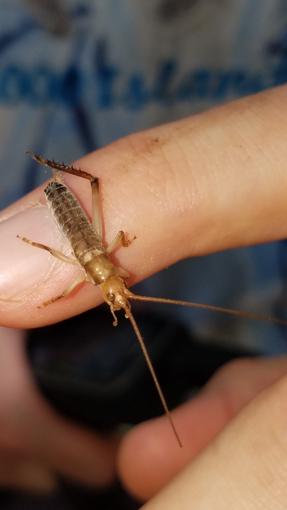 Tafalisca