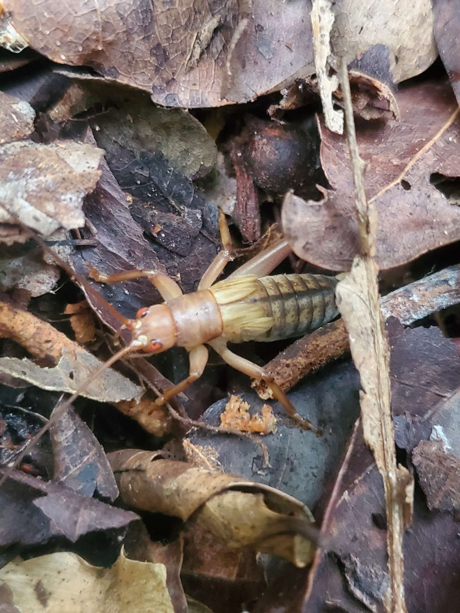 Tafalisca