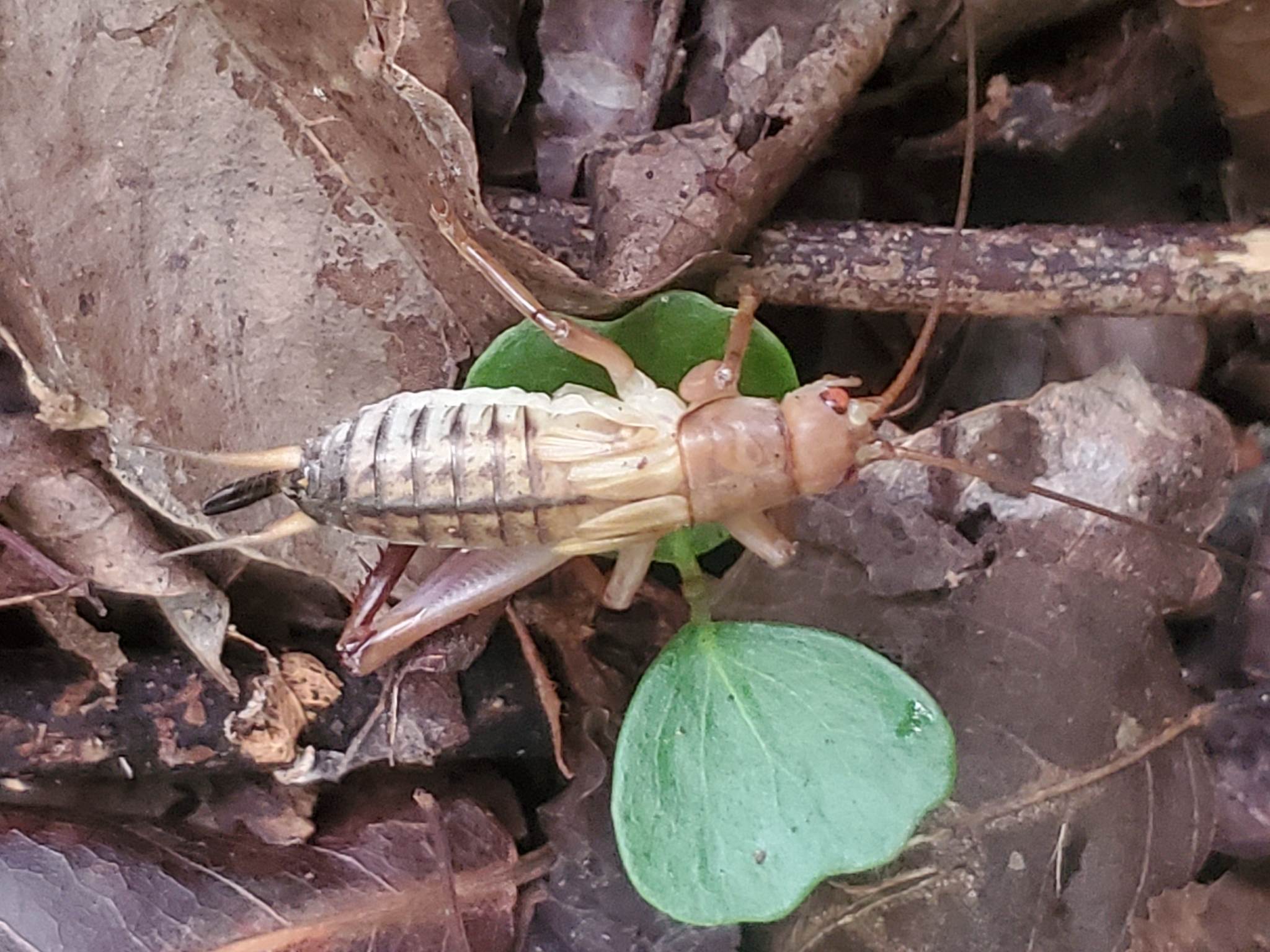 Tafalisca