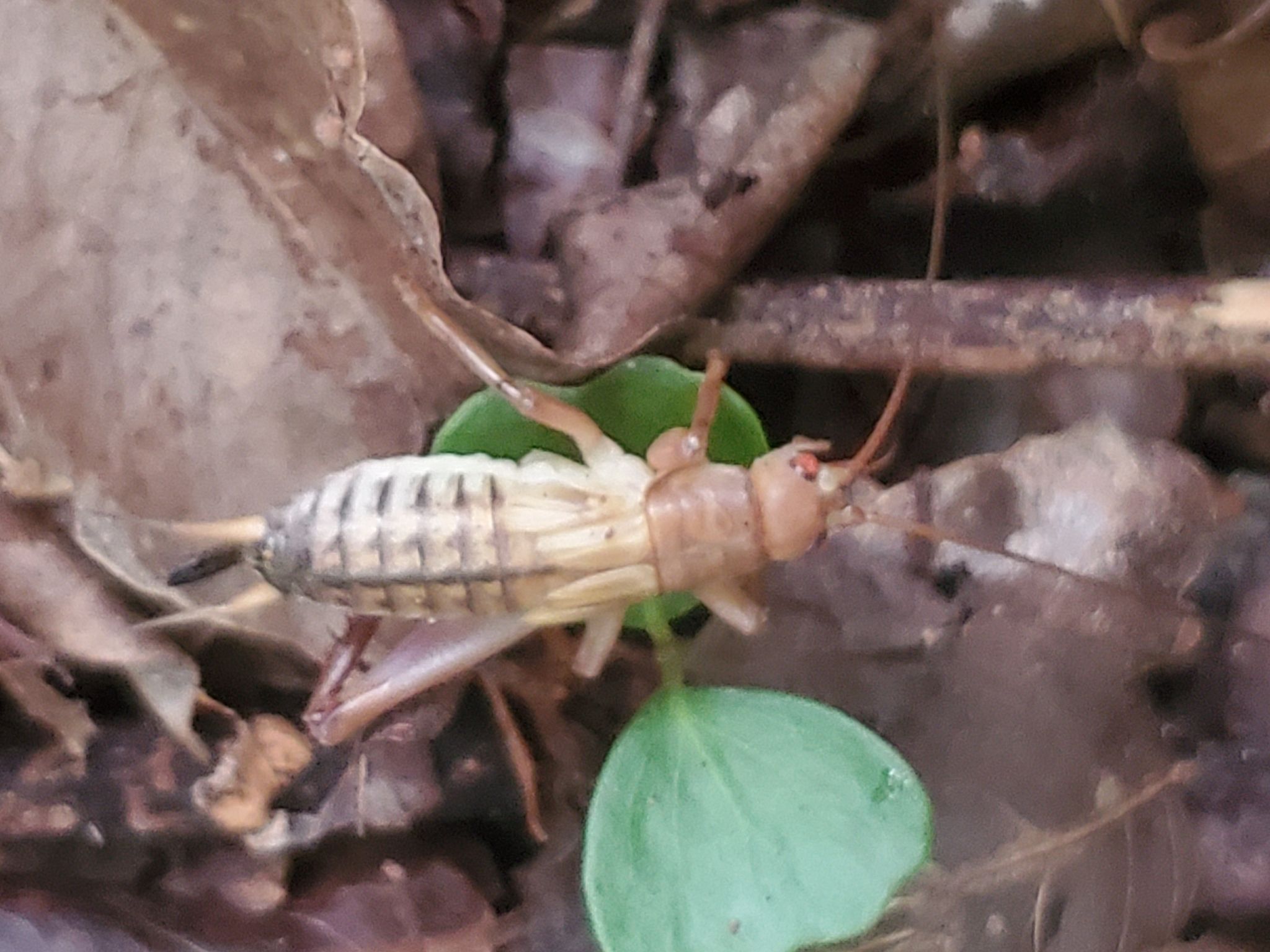 Tafalisca