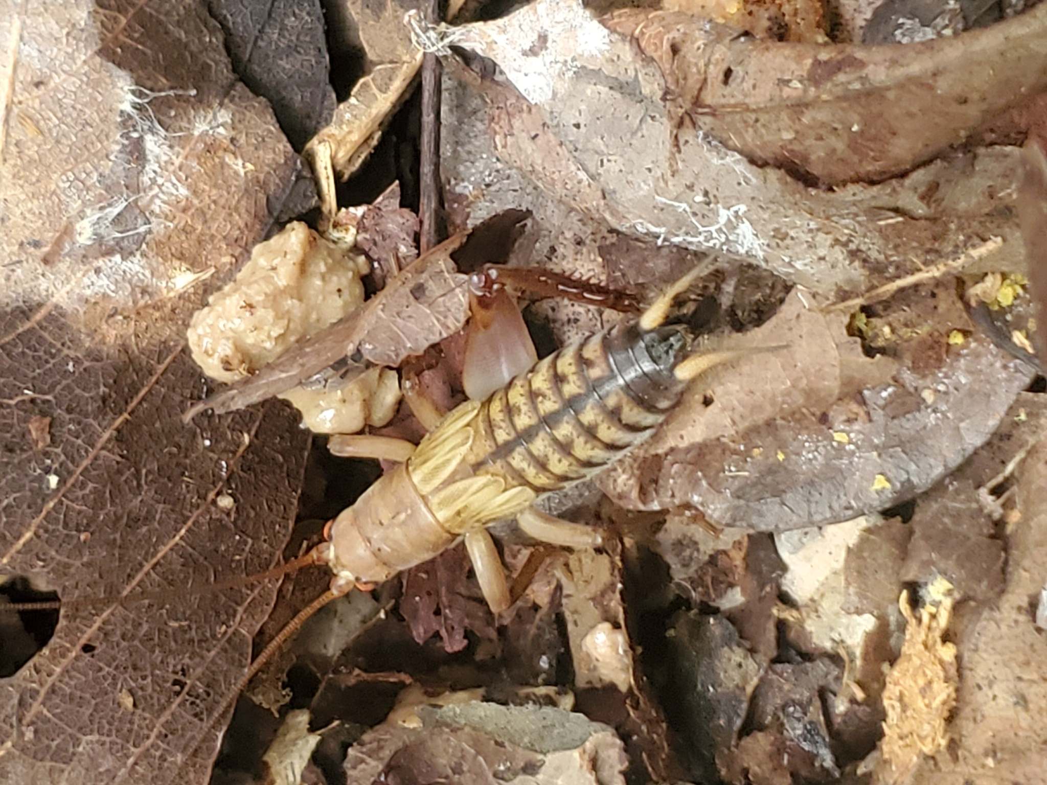 Tafalisca