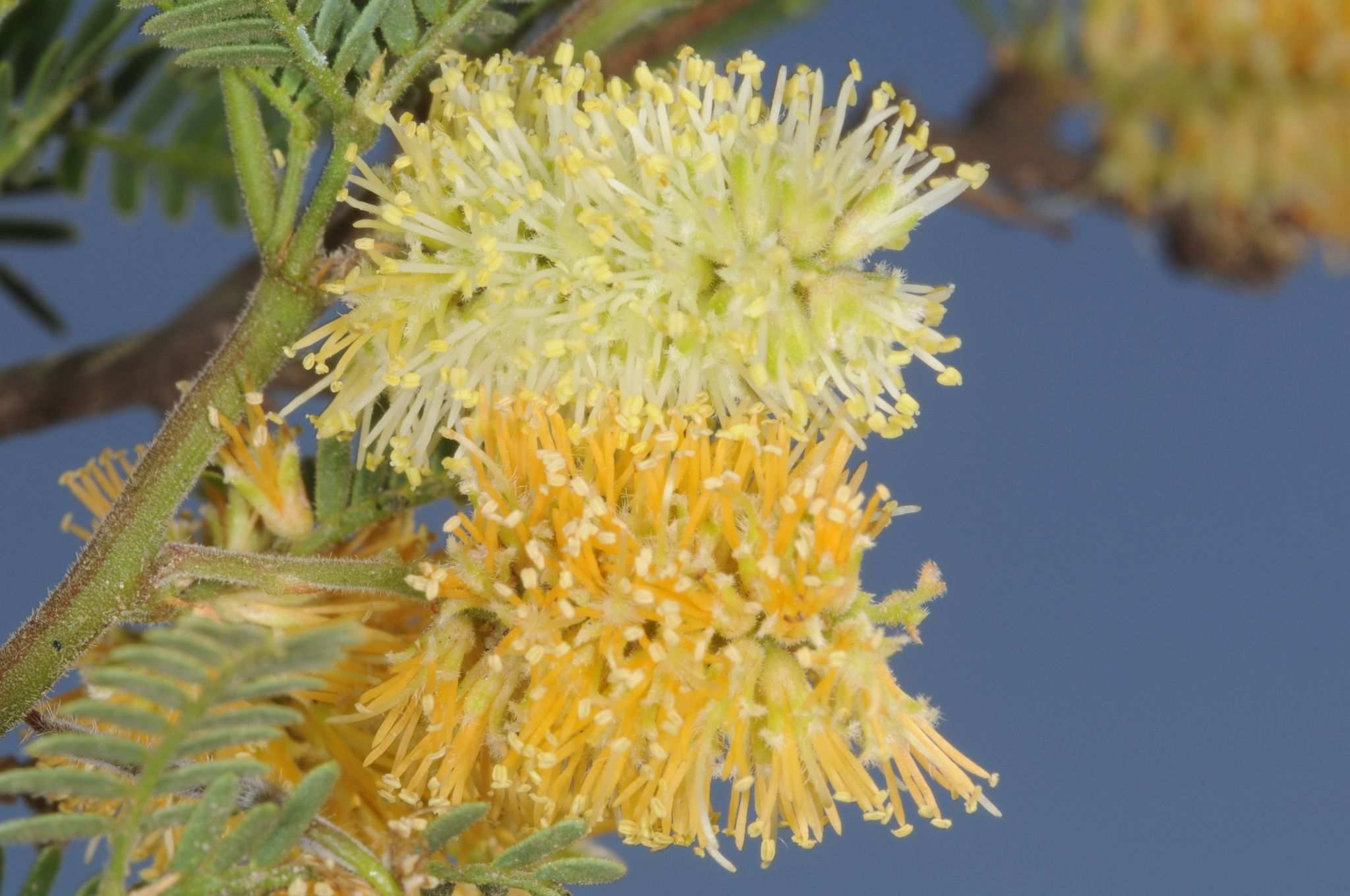 Neltuma campestris