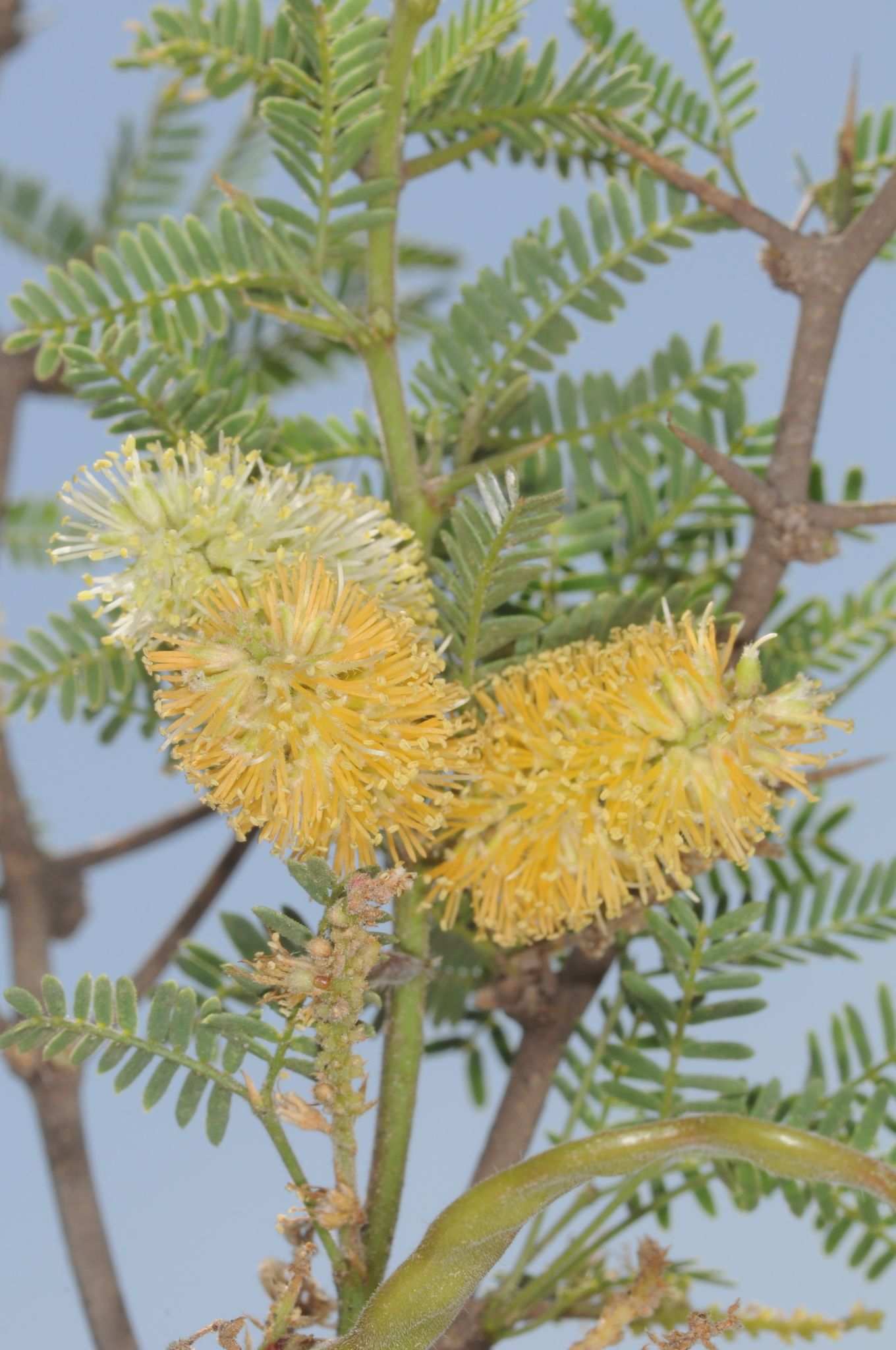 Neltuma campestris