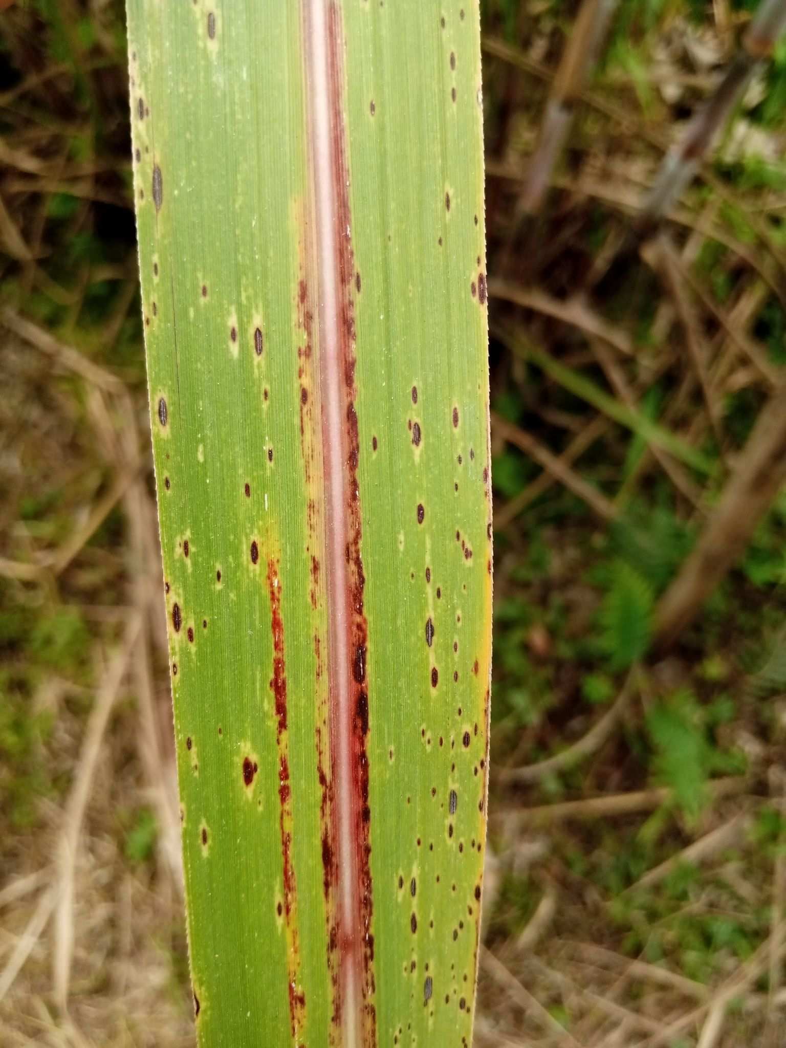 Cercospora longipes