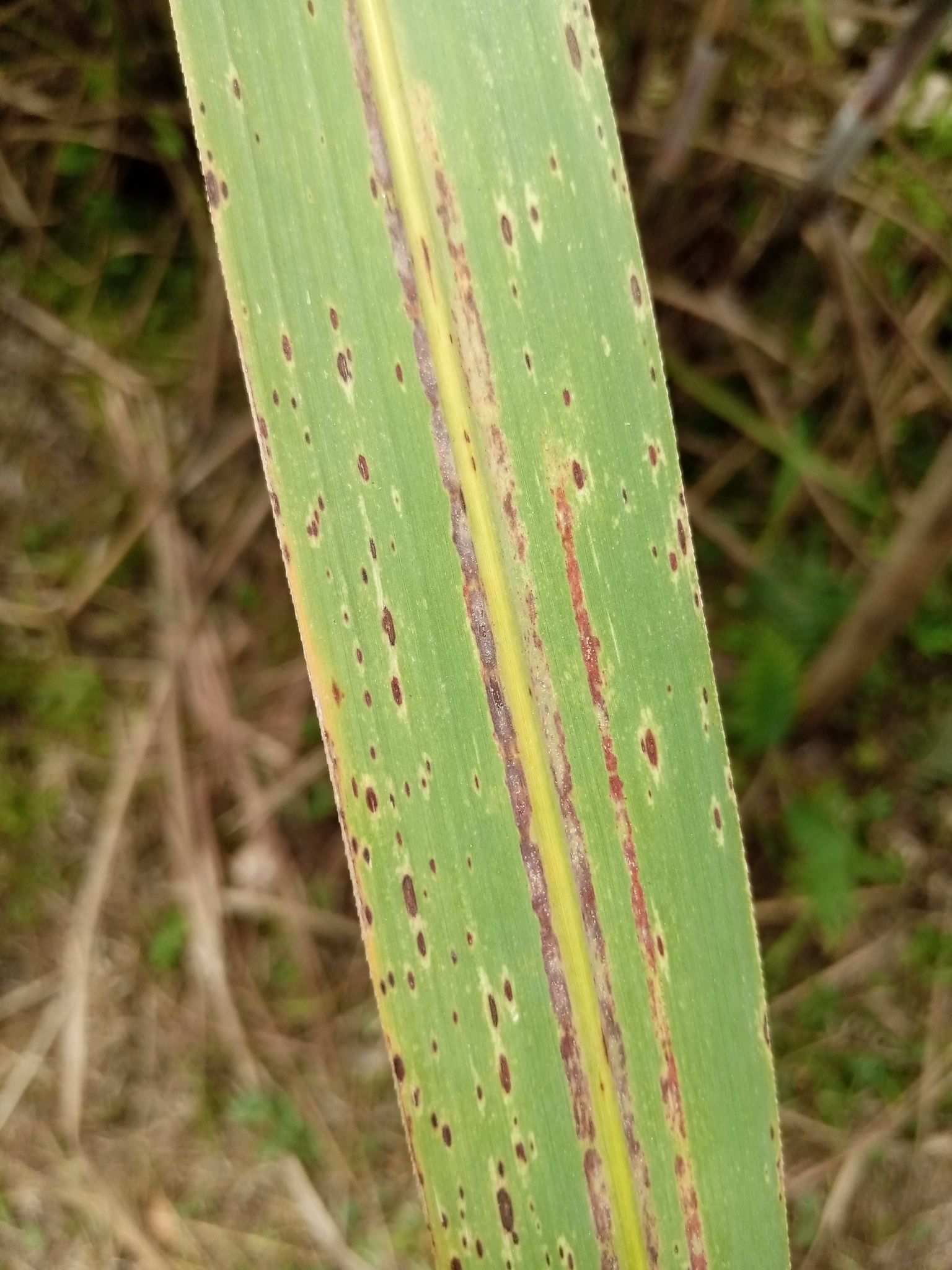 Cercospora longipes