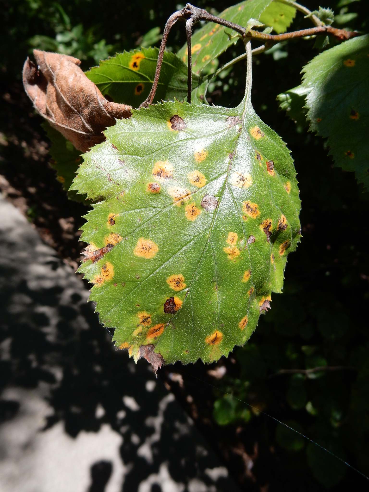 Gymnosporangium globosum
