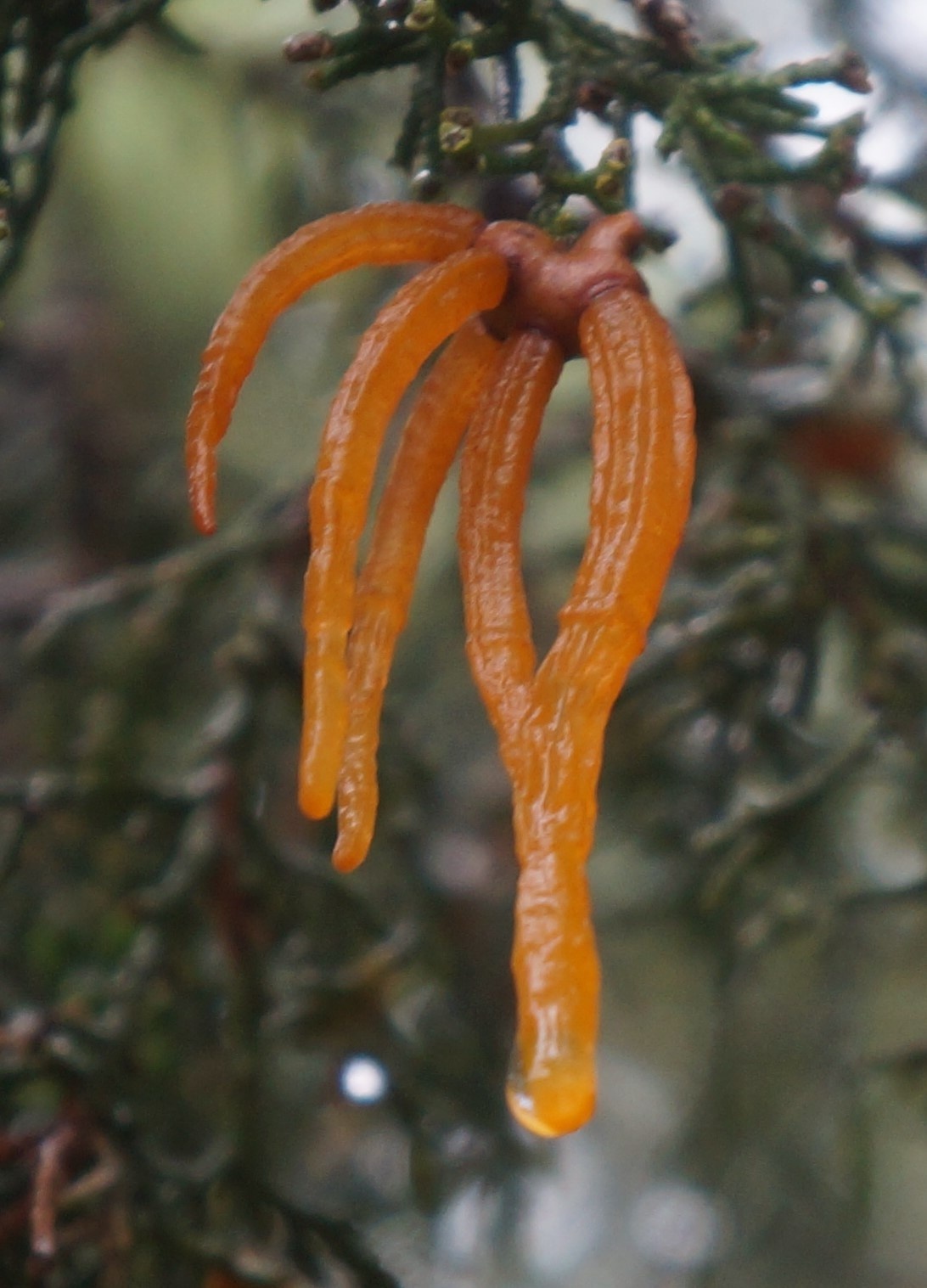 Gymnosporangium globosum