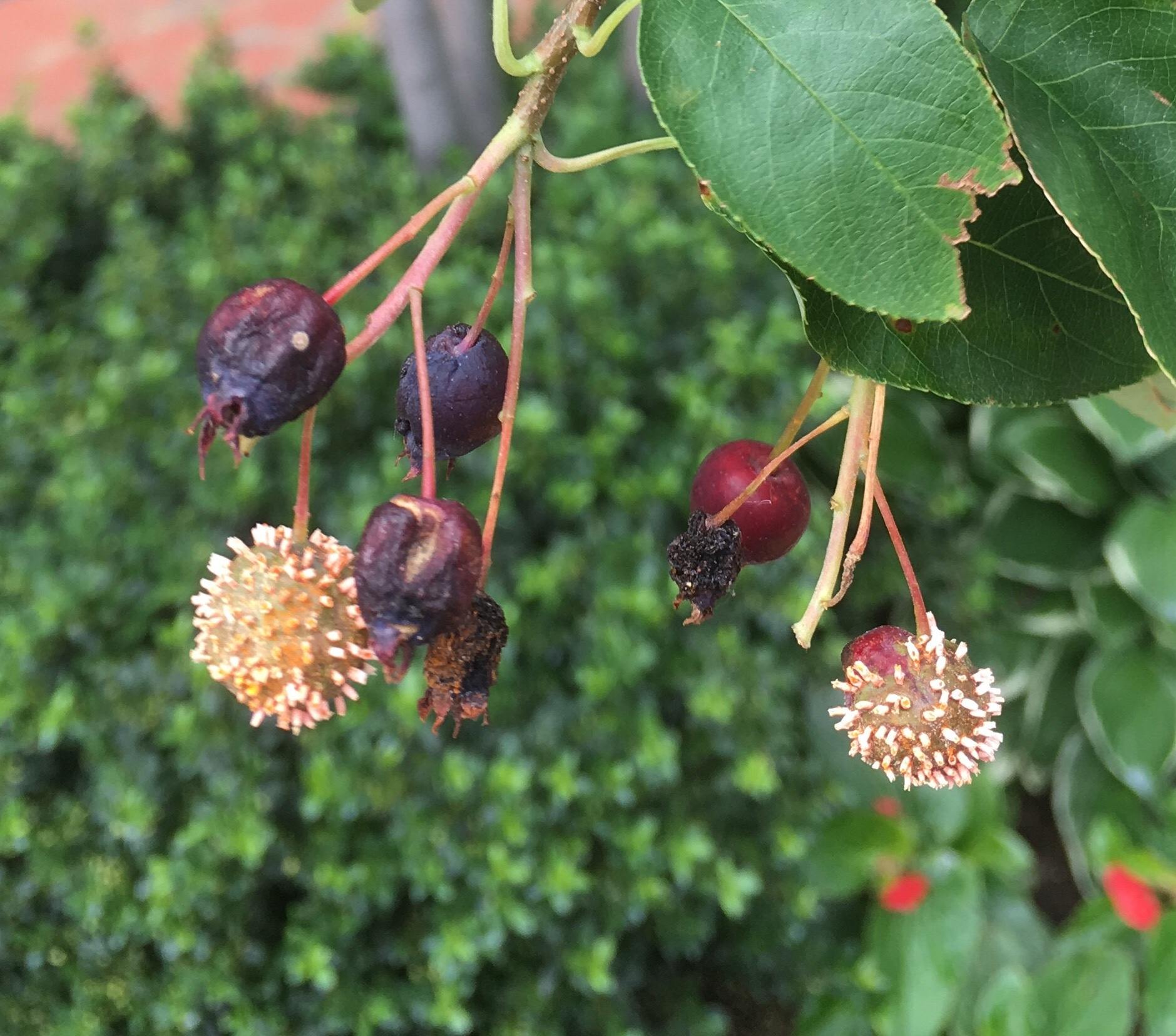 Gymnosporangium globosum