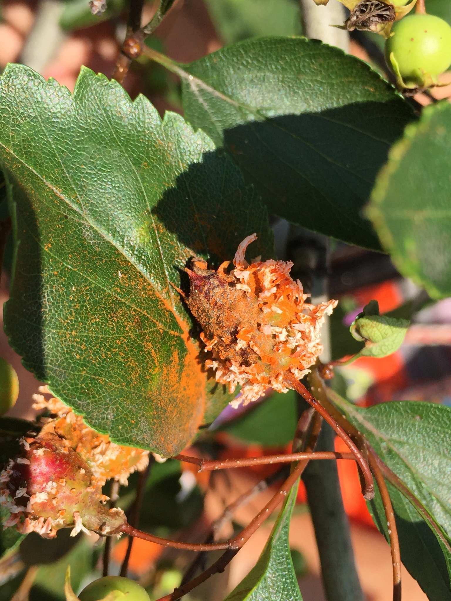 Gymnosporangium globosum
