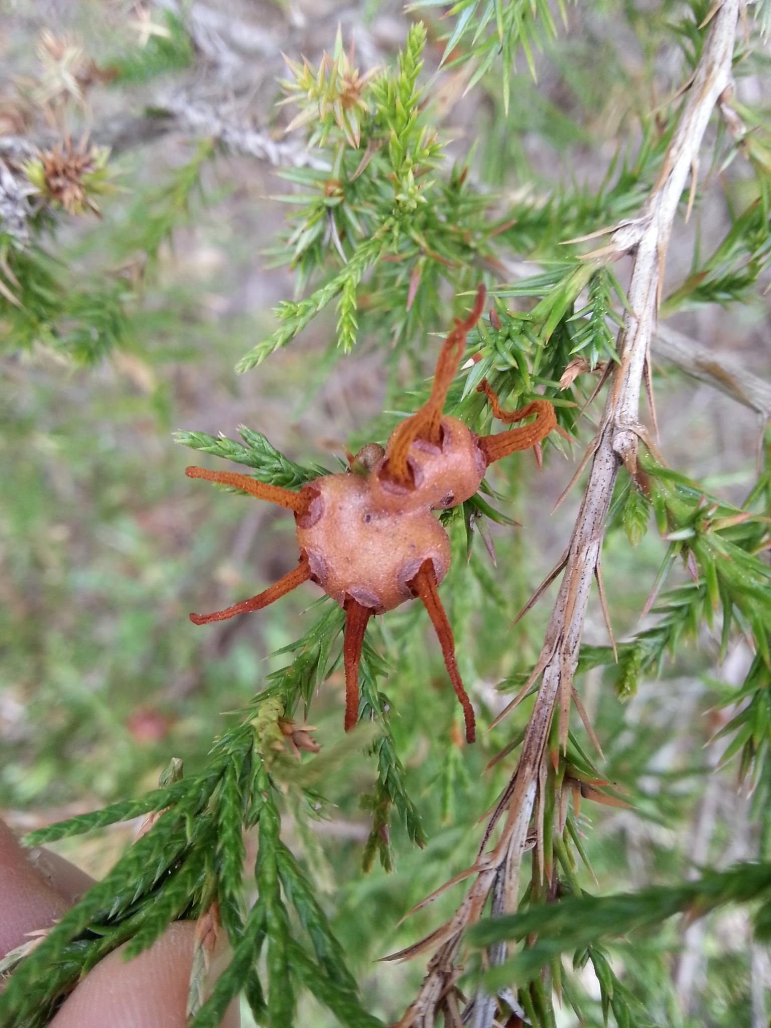 Gymnosporangium globosum