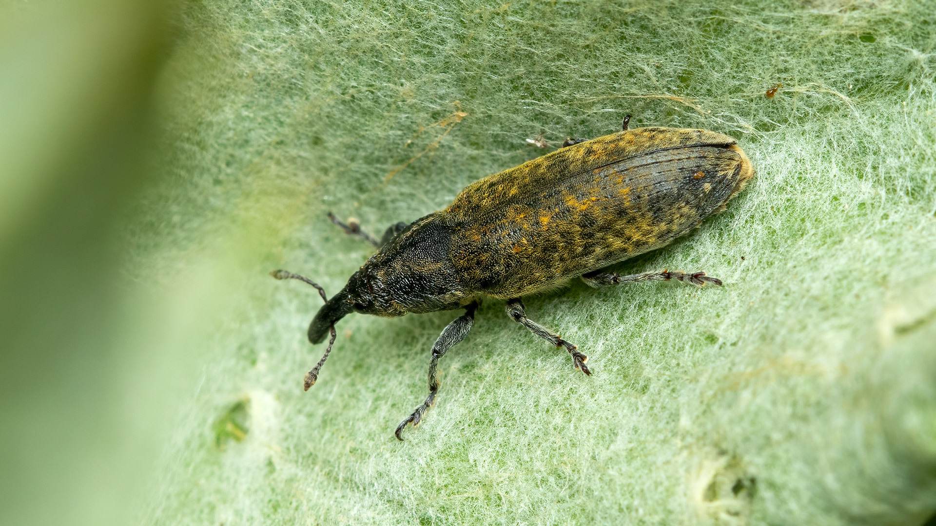 Lixus cardui