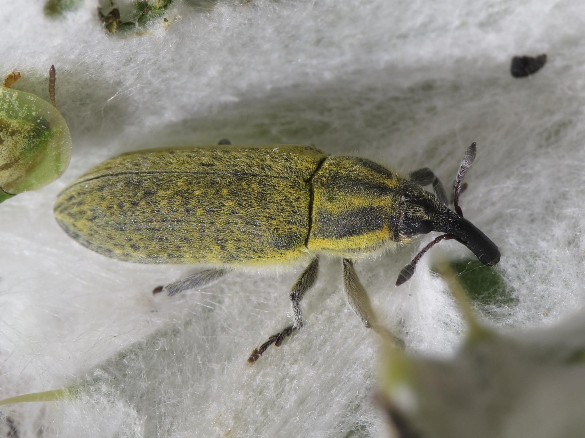 Lixus cardui