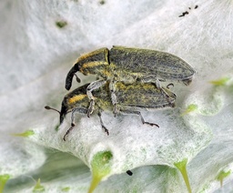 Lixus cardui