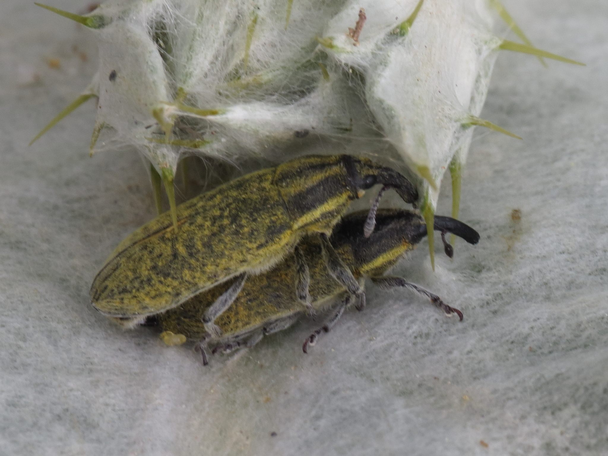 Lixus cardui