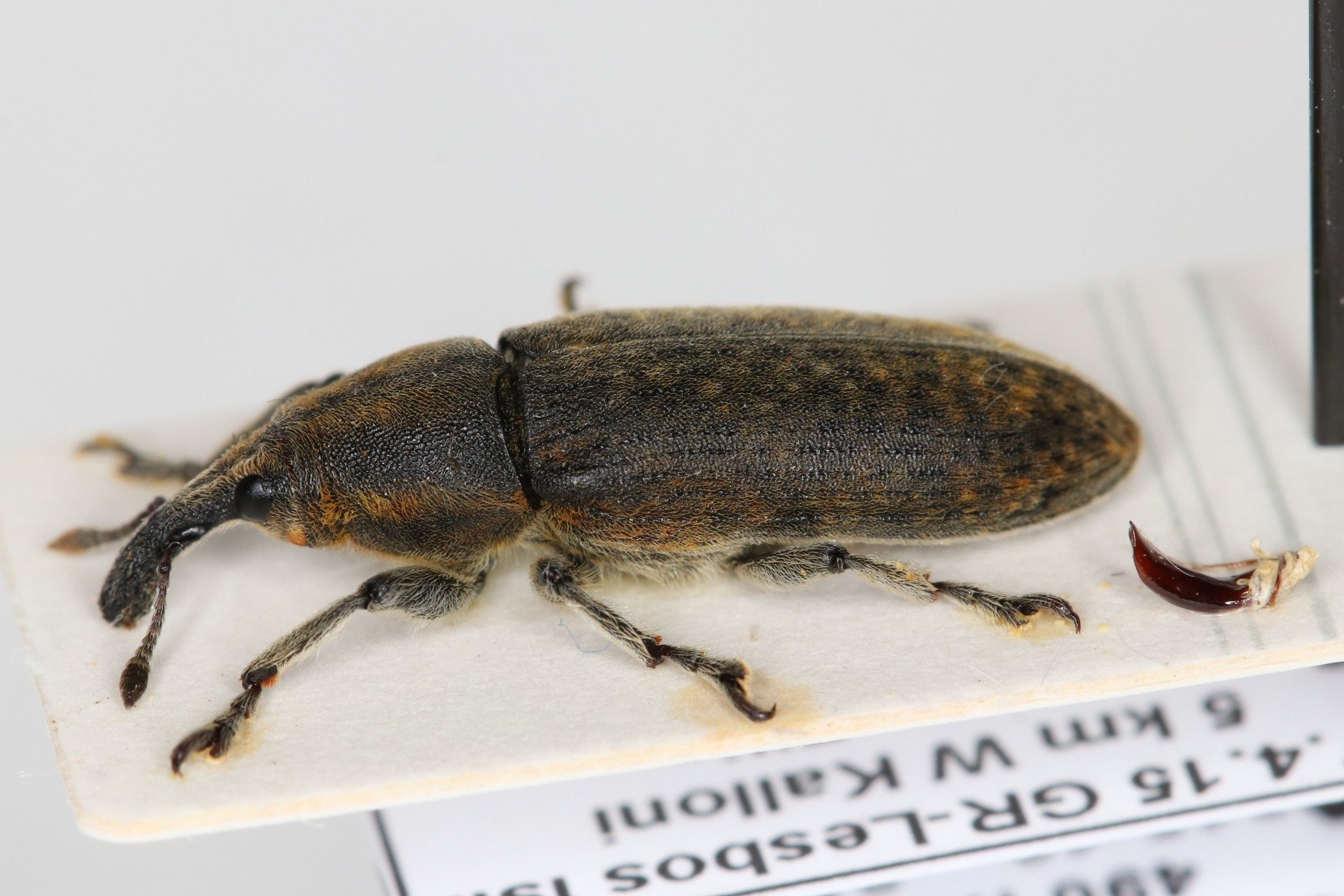 Lixus cardui