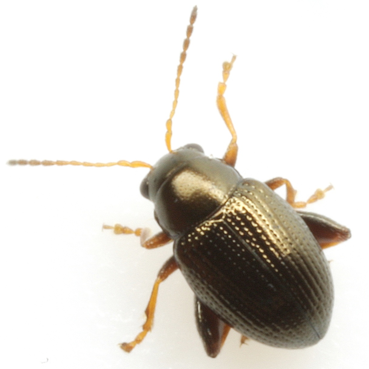 Chaetocnema pulicaria