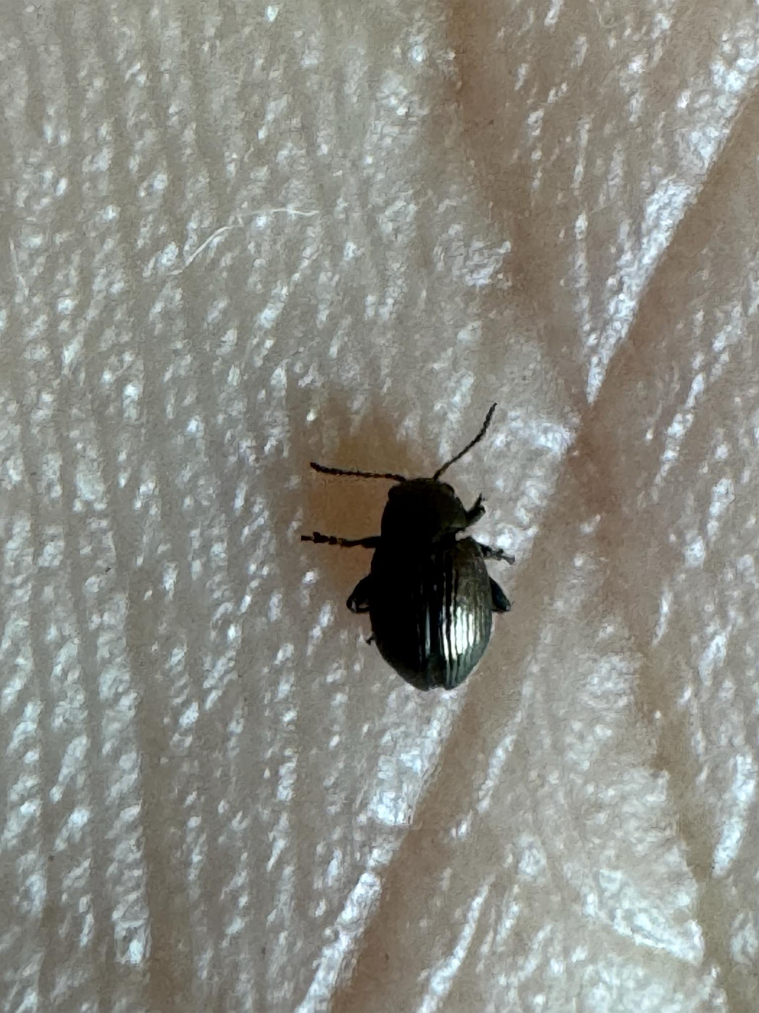 Chaetocnema pulicaria