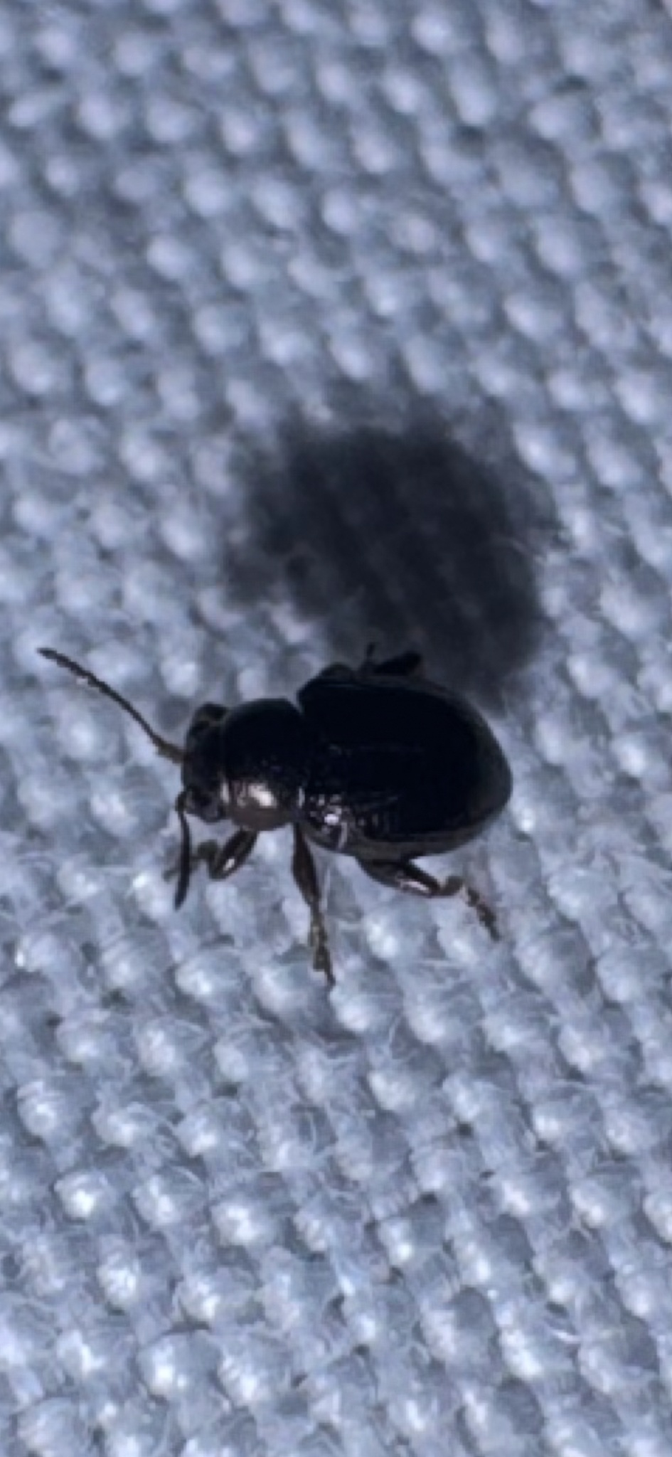 Chaetocnema pulicaria