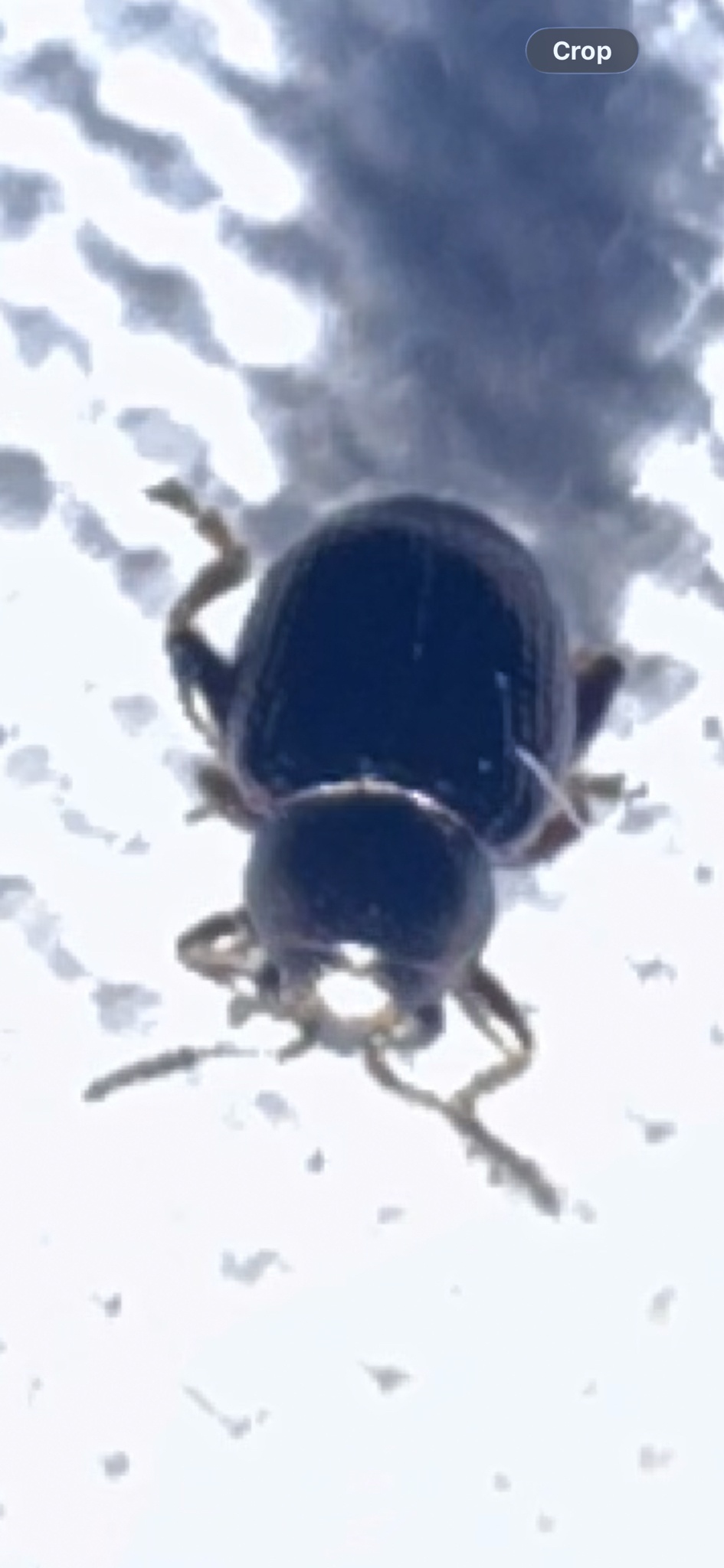 Chaetocnema pulicaria