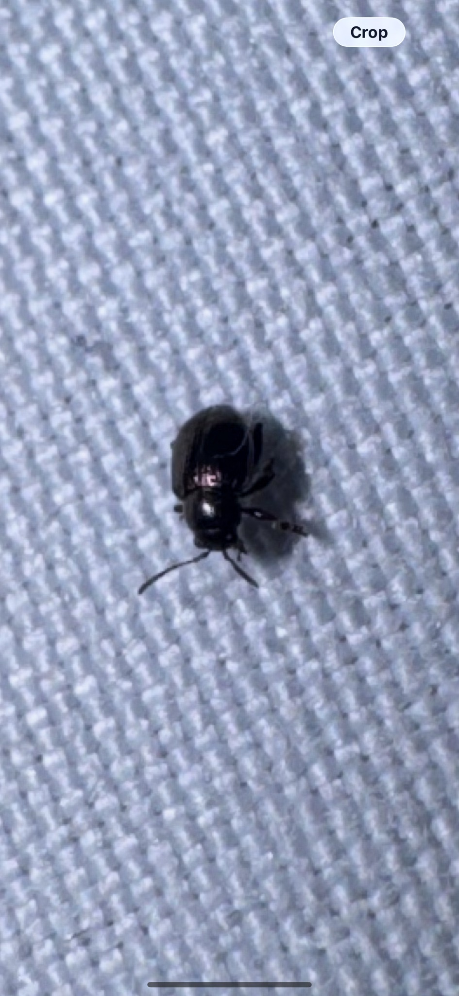 Chaetocnema pulicaria