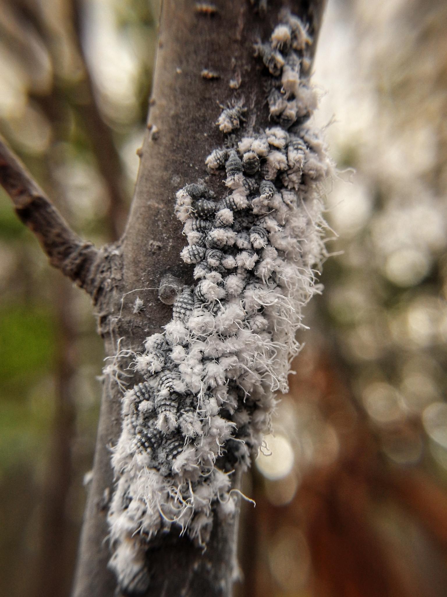 Prociphilus
