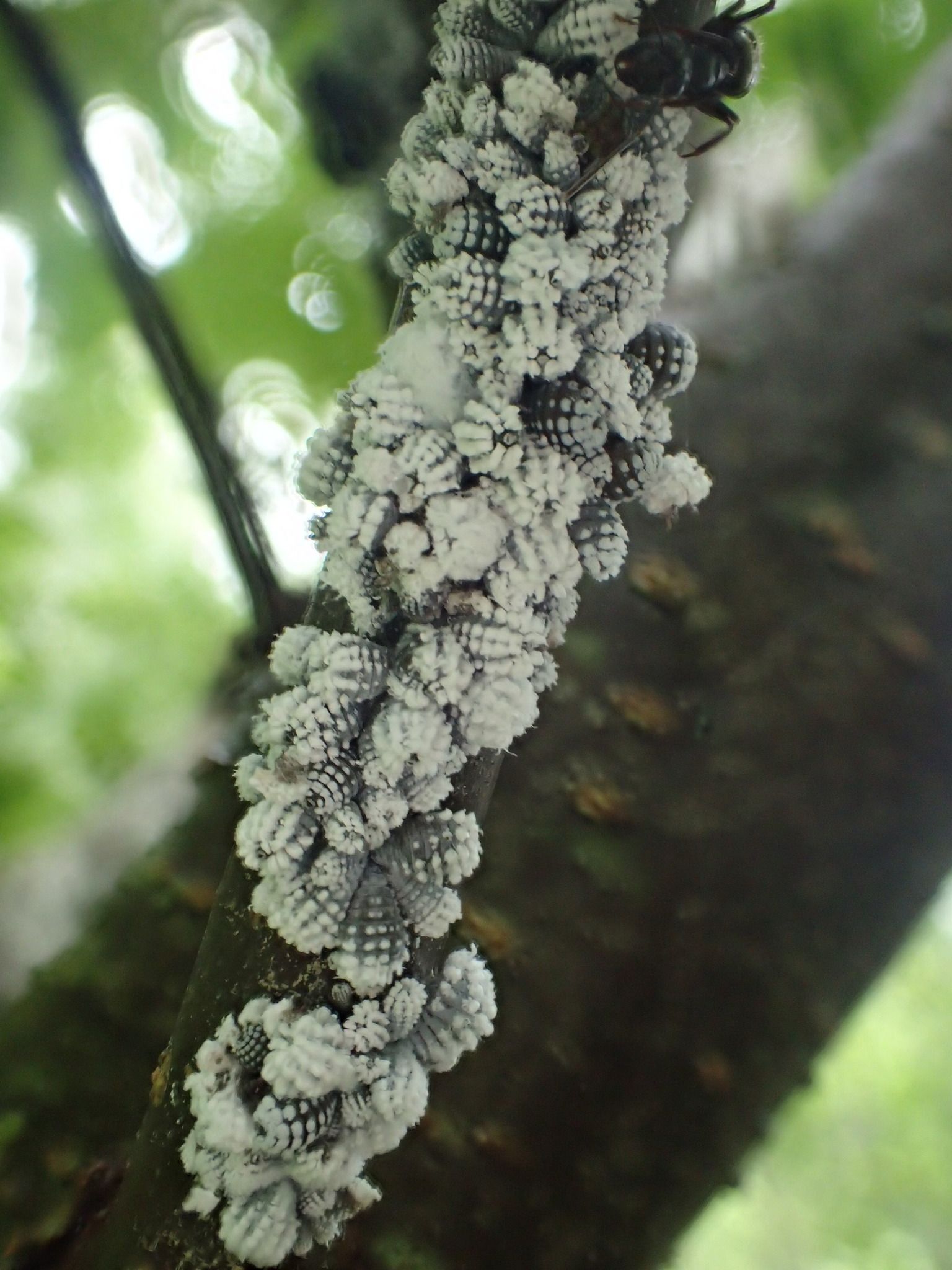 Prociphilus
