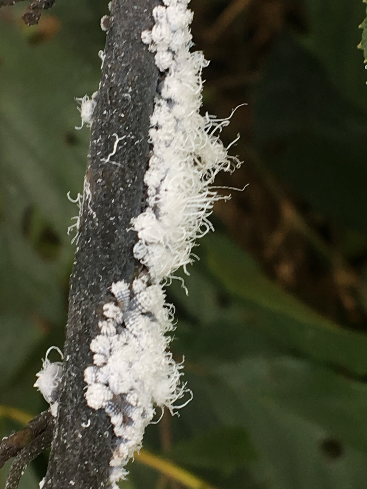 Prociphilus