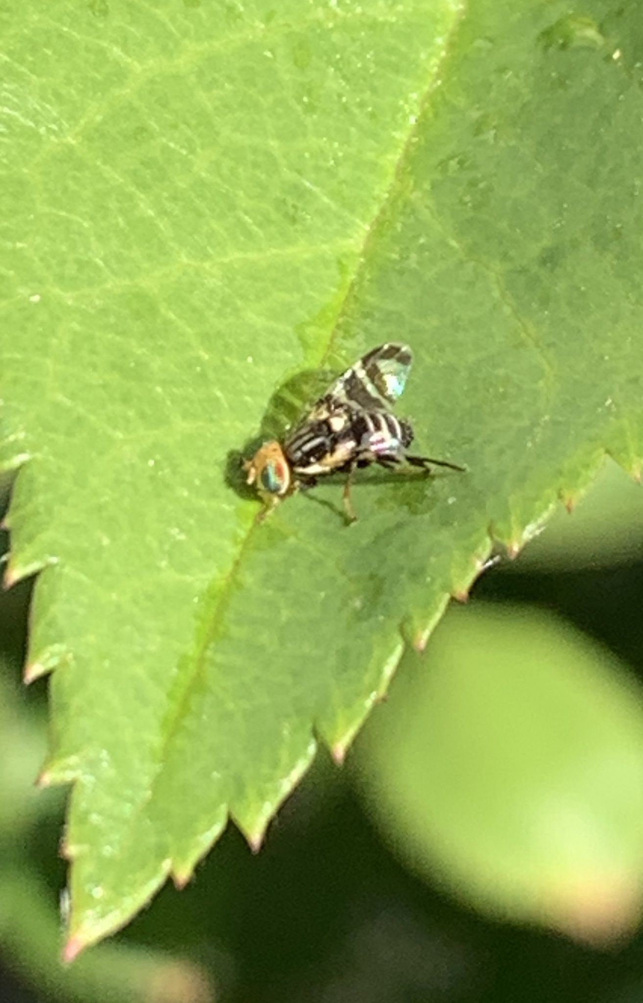 Rhagoletis ribicola
