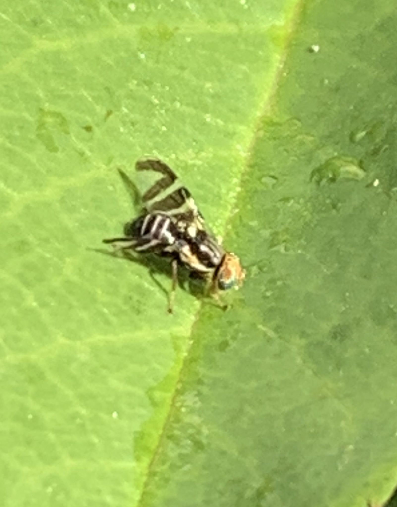 Rhagoletis ribicola