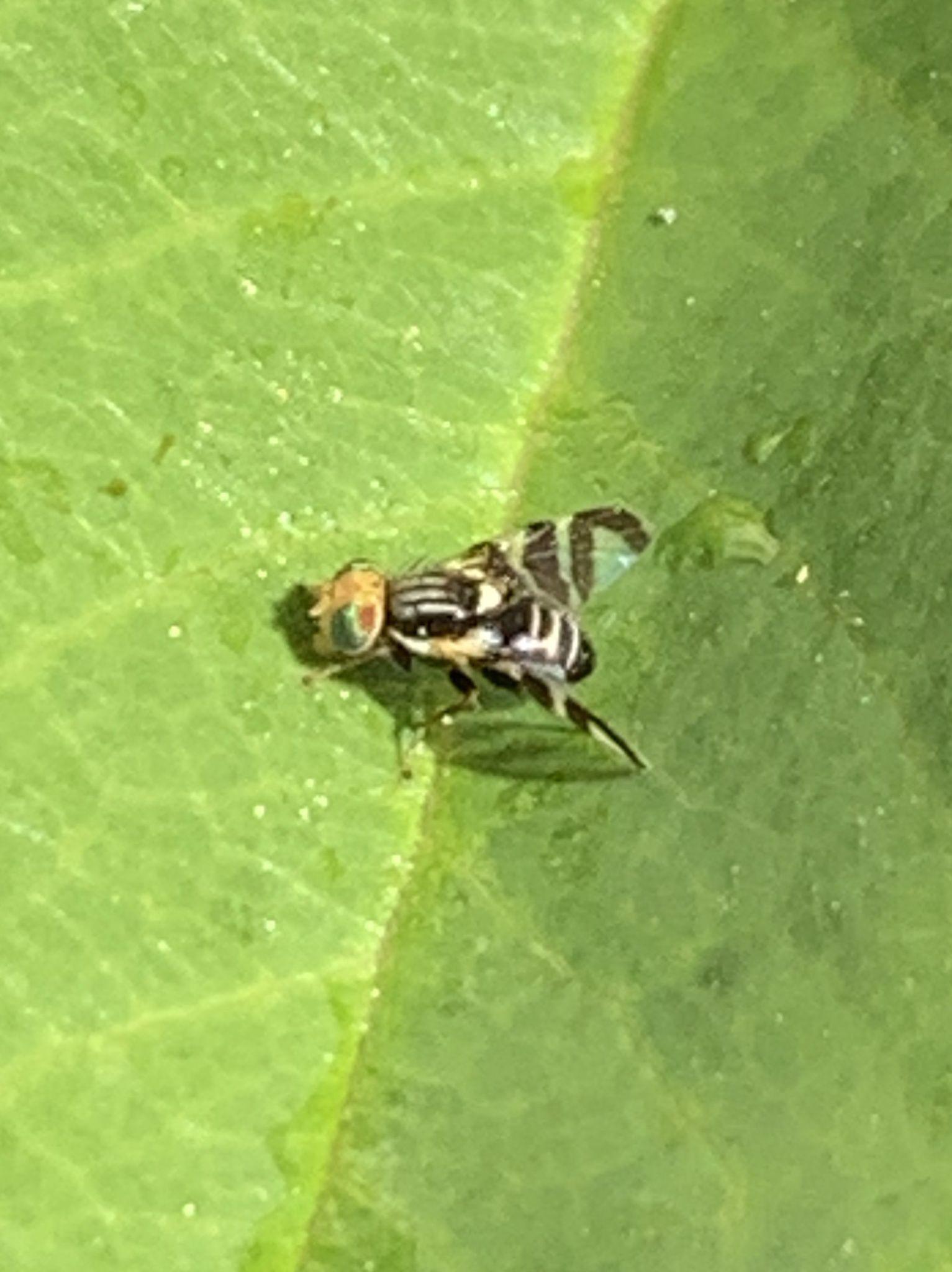 Rhagoletis ribicola