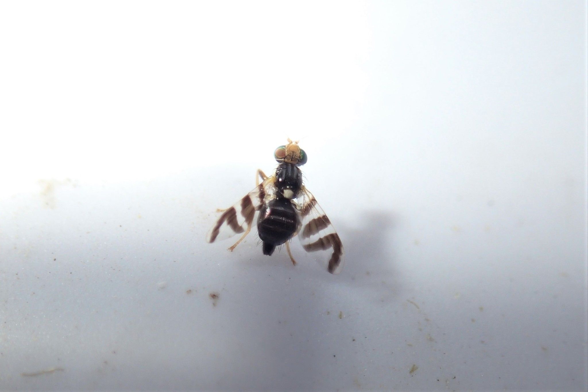 Rhagoletis ribicola
