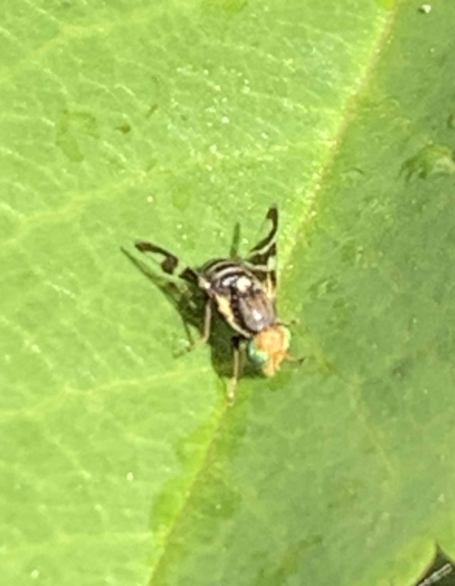 Rhagoletis ribicola