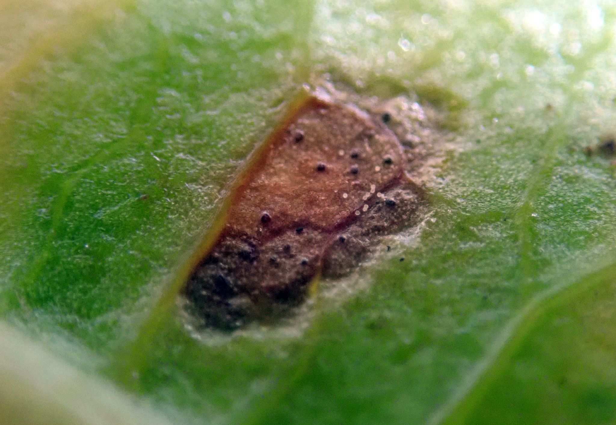 Septoria passifloricola