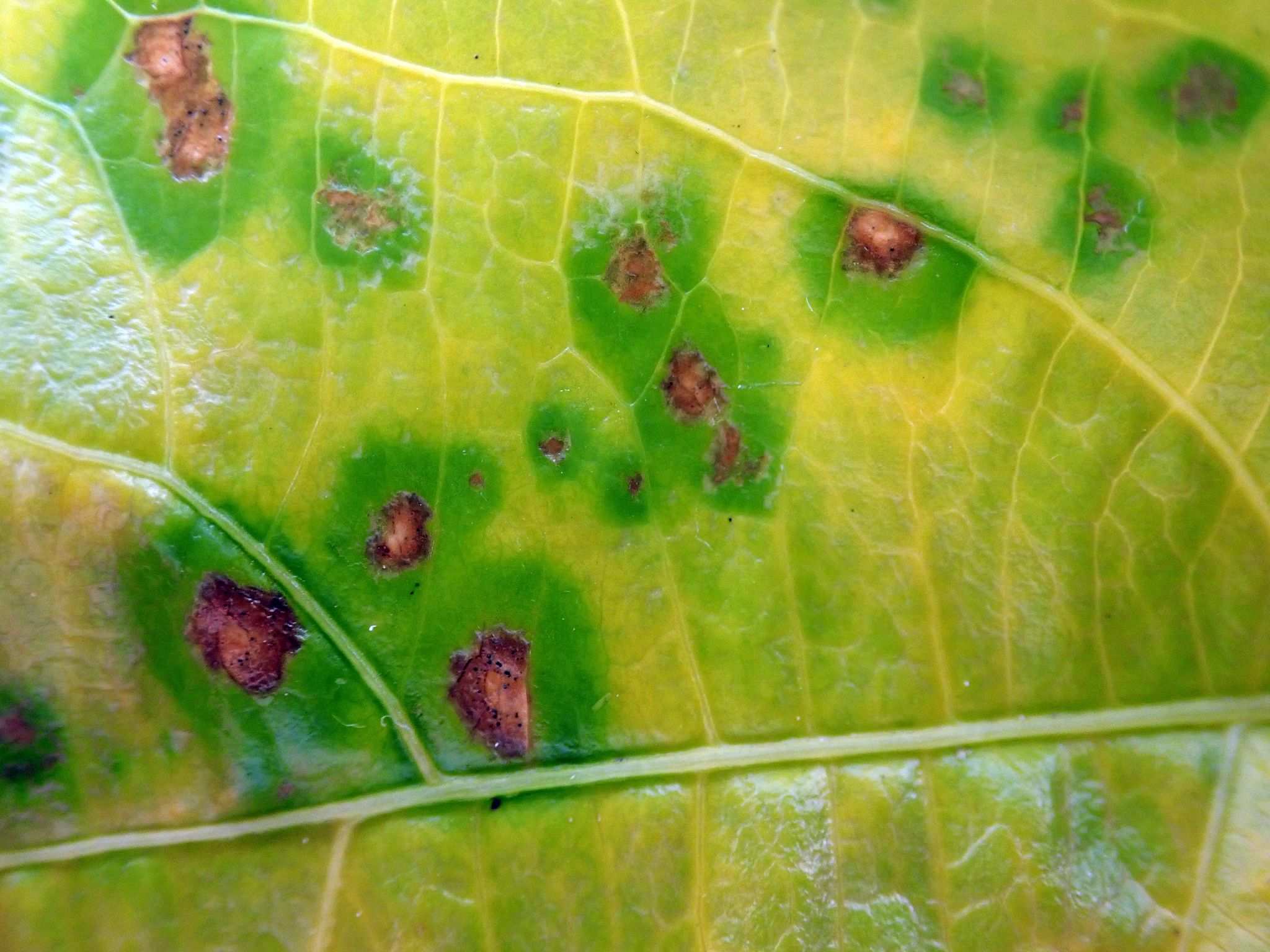 Septoria passifloricola