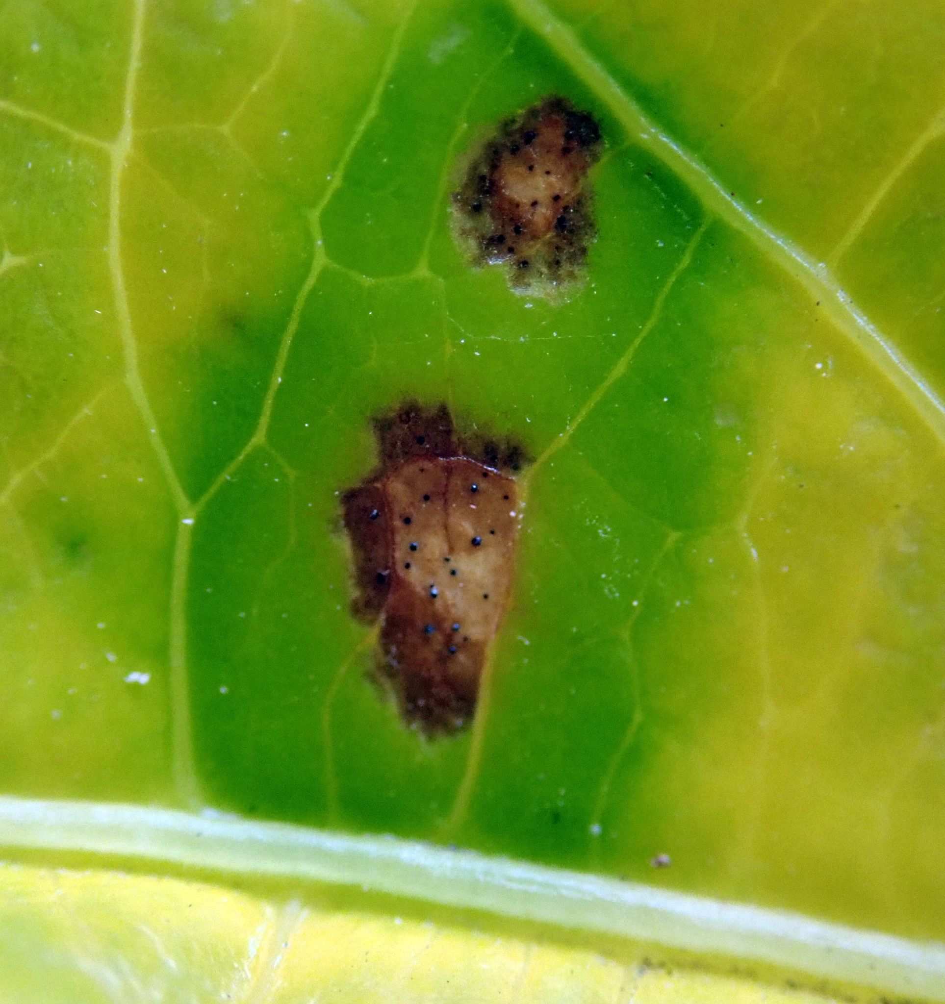 Septoria passifloricola