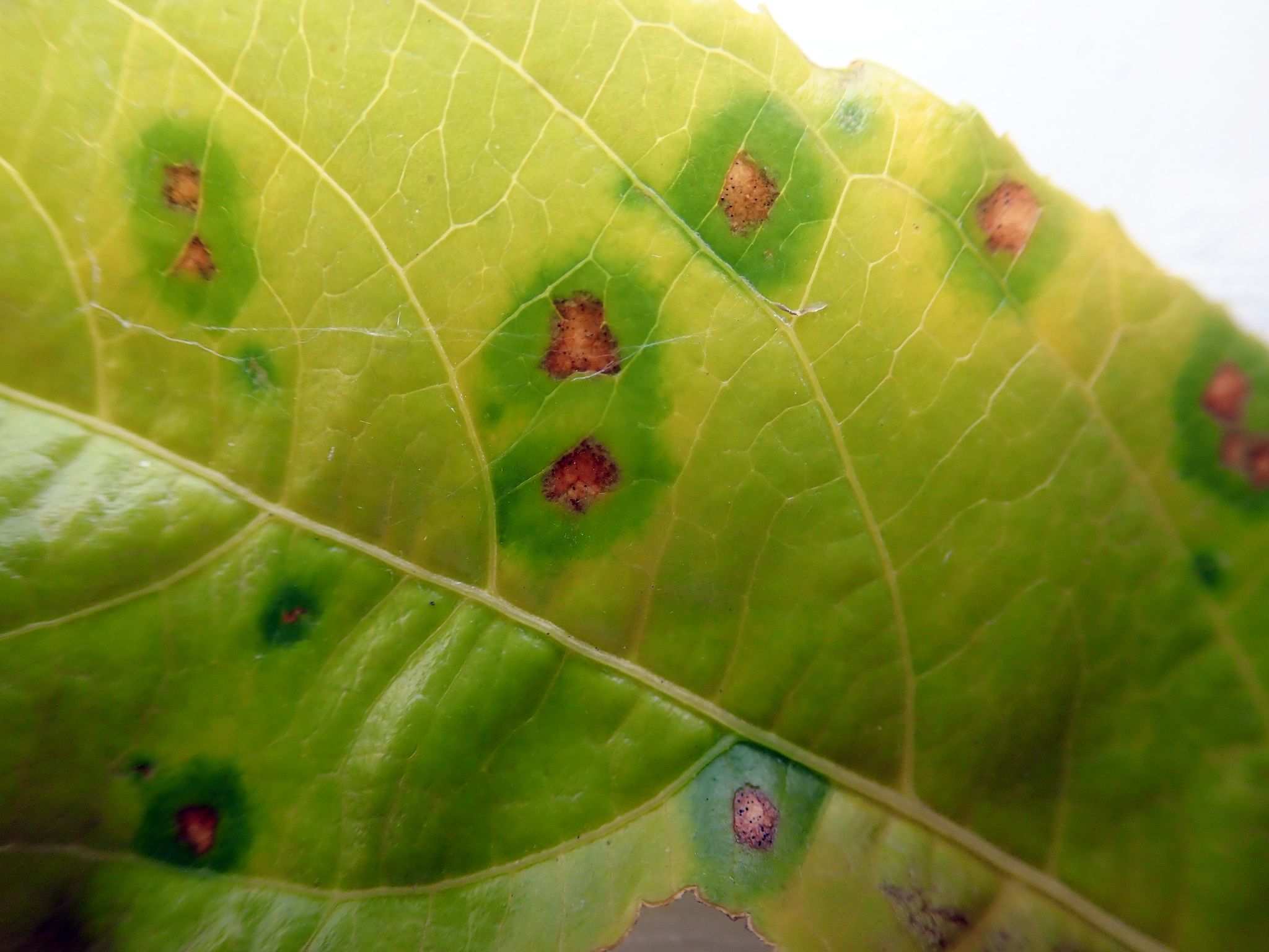Septoria passifloricola