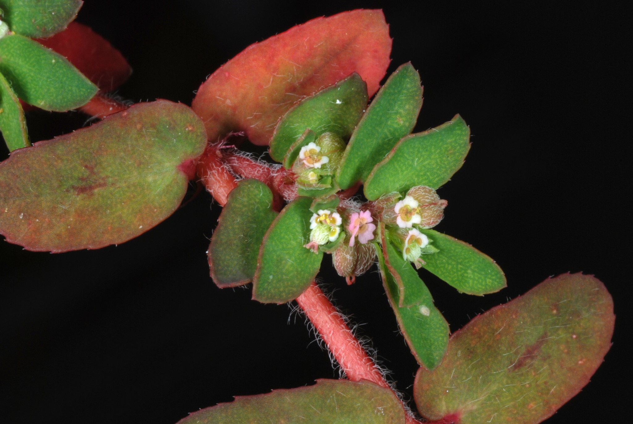 Euphorbia maculata