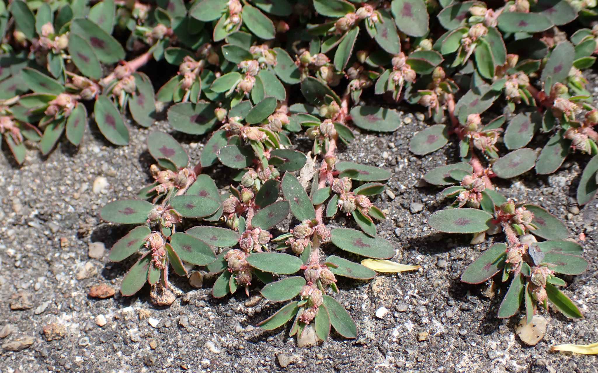 Euphorbia maculata
