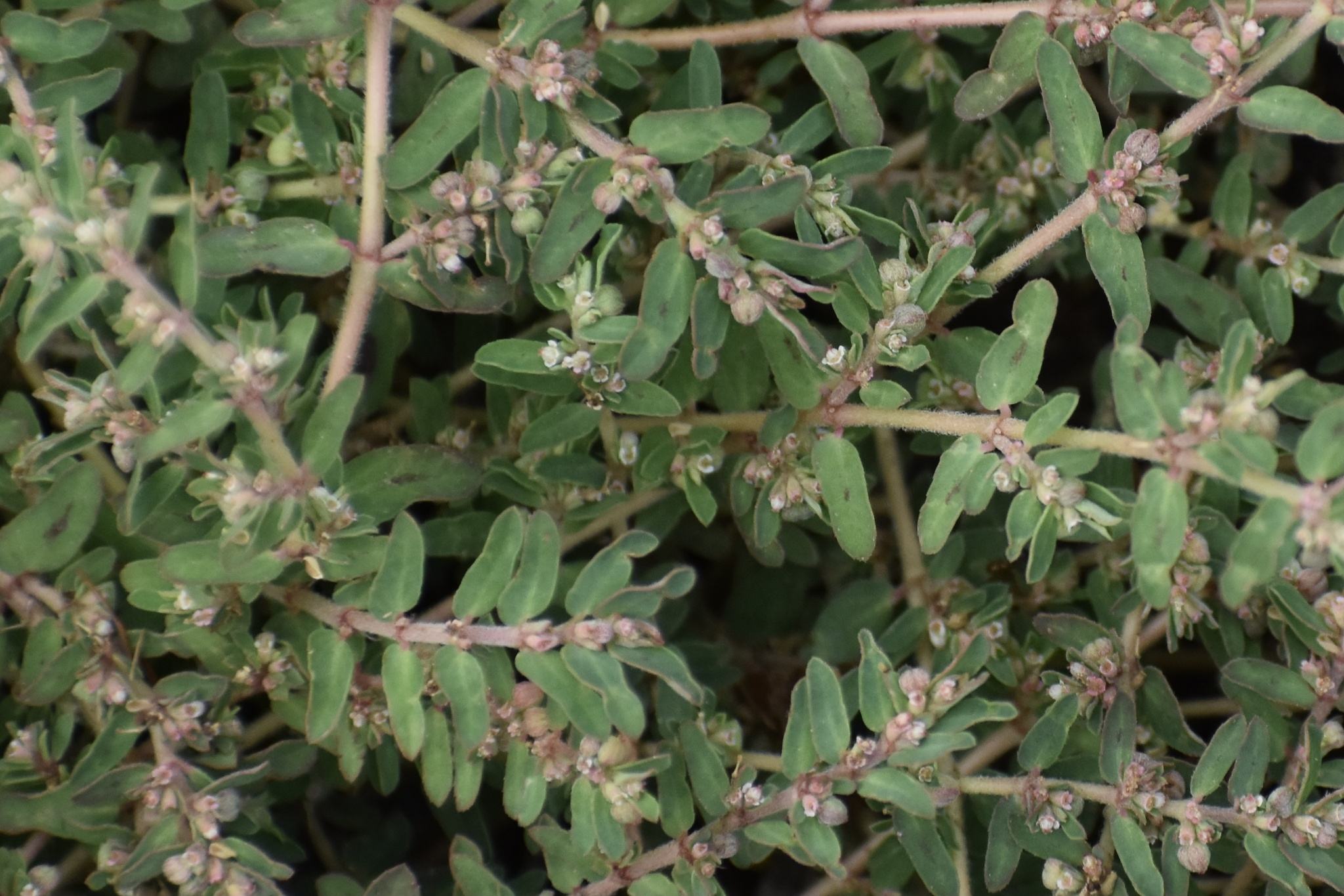 Euphorbia maculata