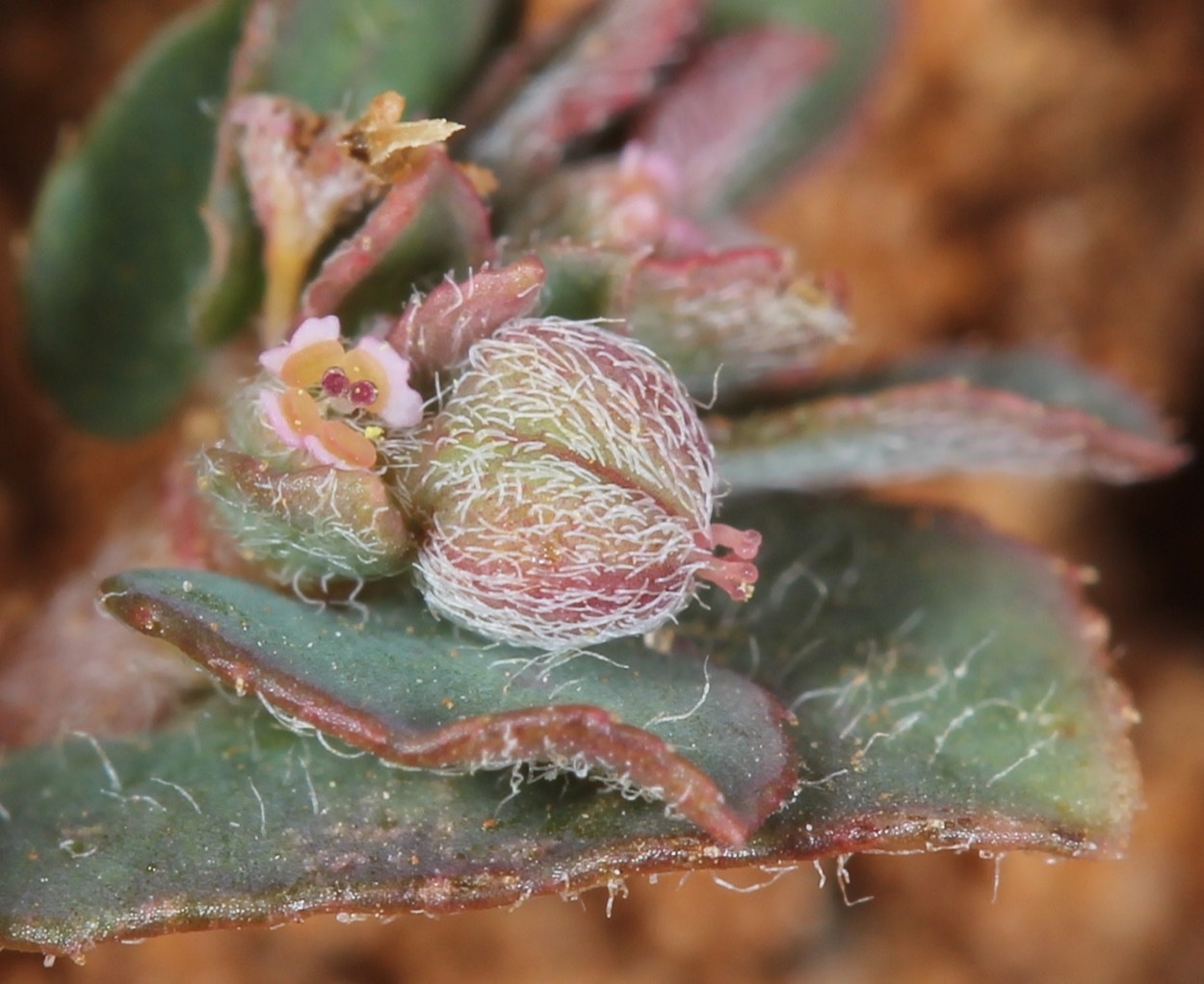 Euphorbia maculata