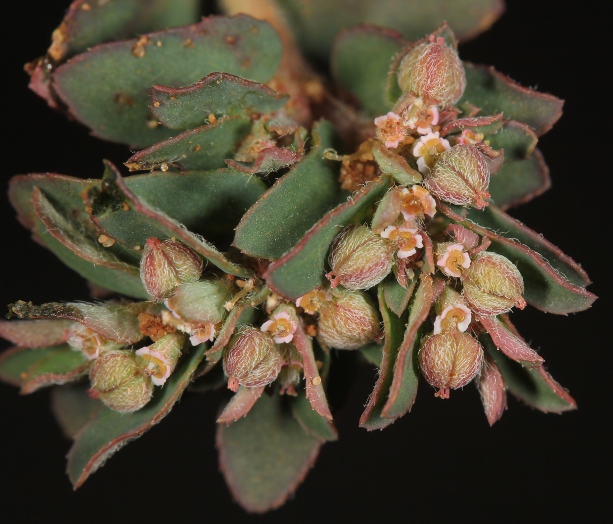 Euphorbia maculata