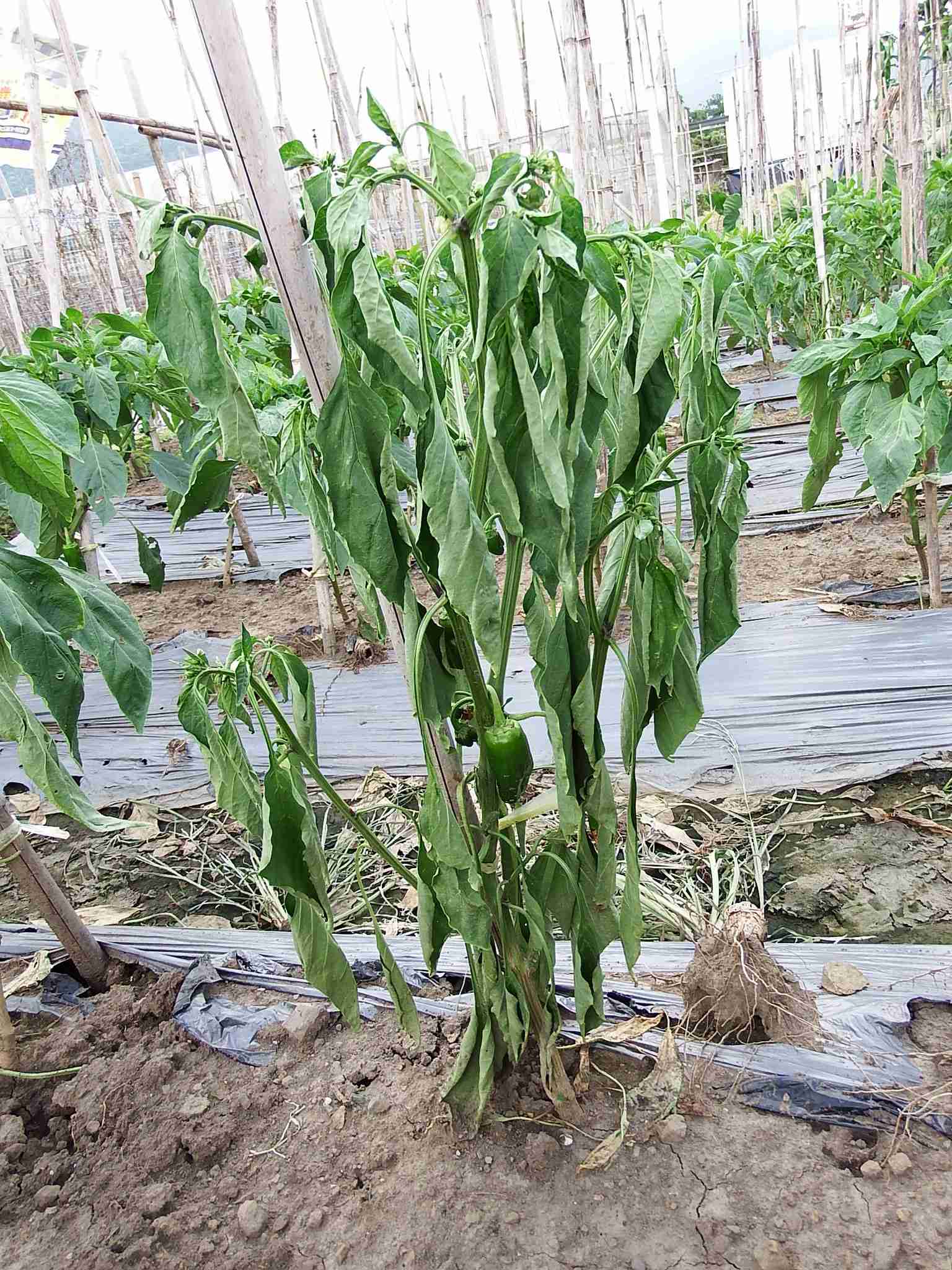 Ralstonia solanacearum