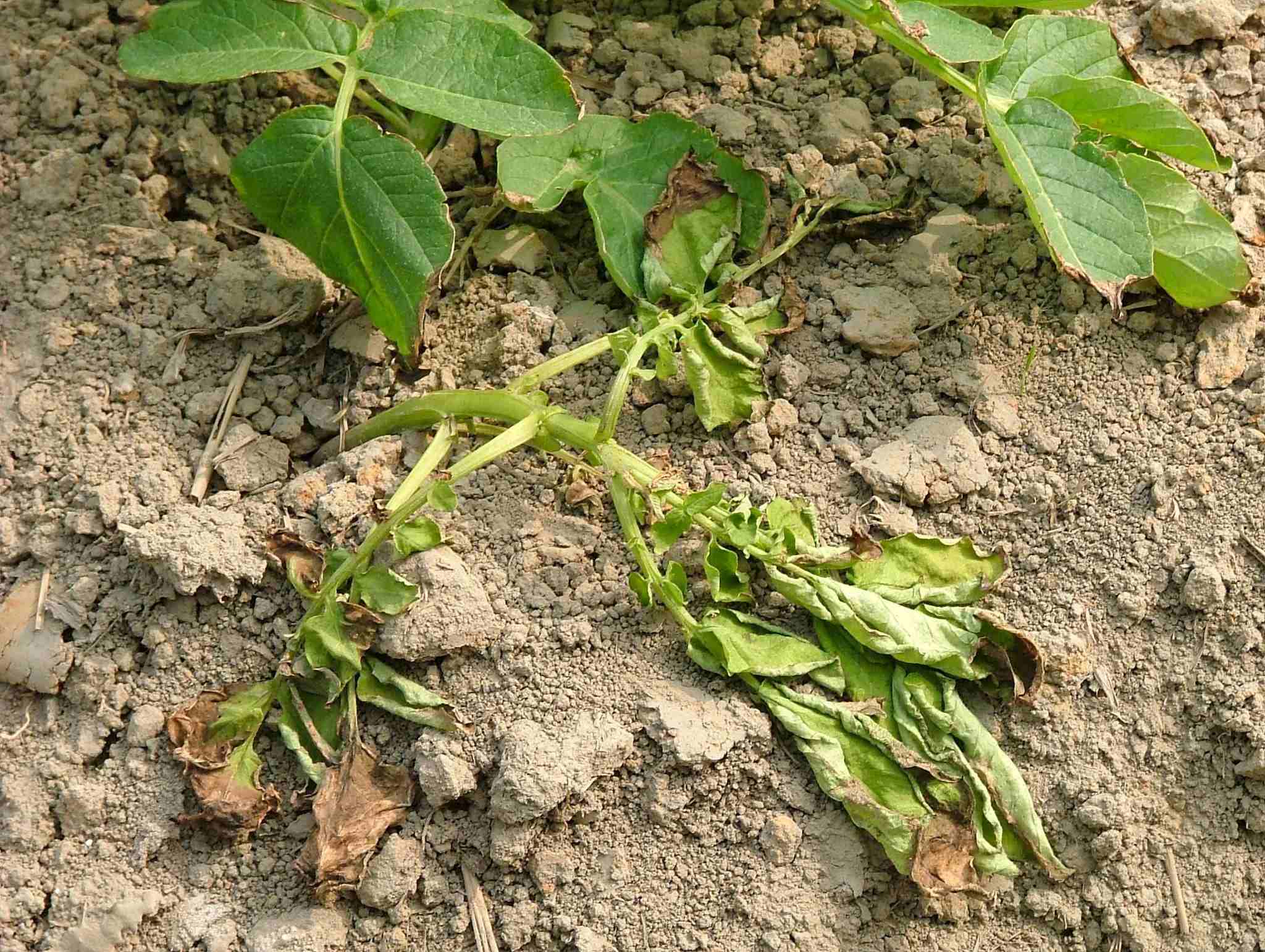 Ralstonia solanacearum
