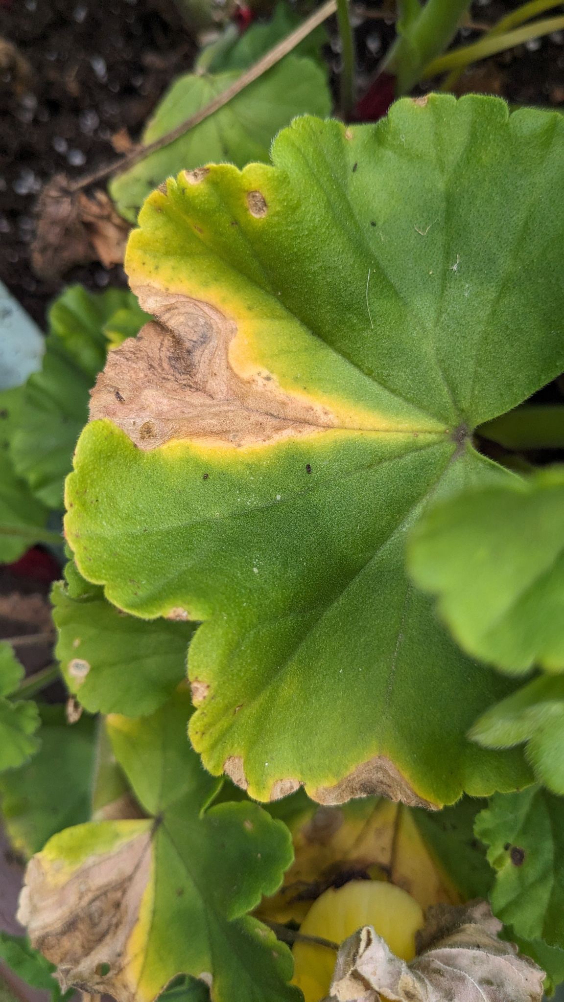 Ralstonia solanacearum