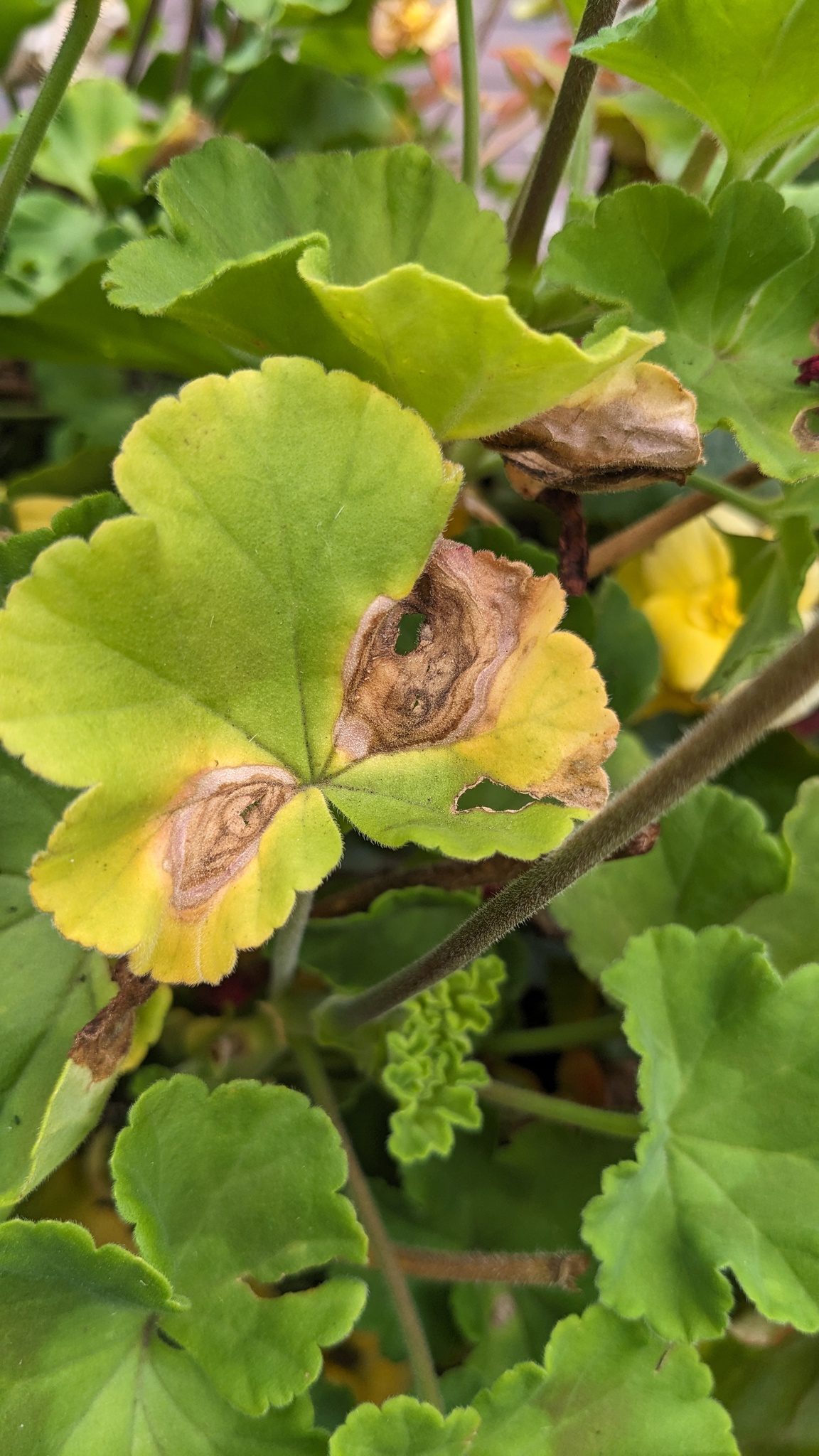 Ralstonia solanacearum