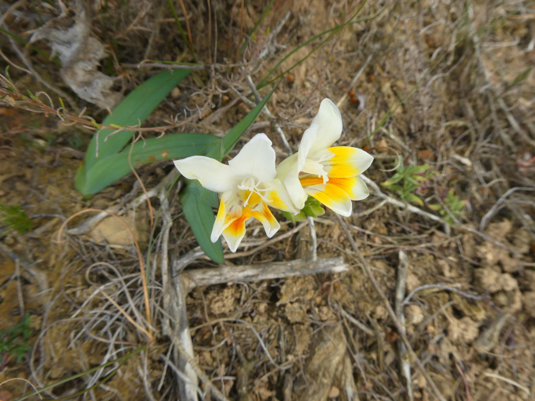 Caryophyllaceae