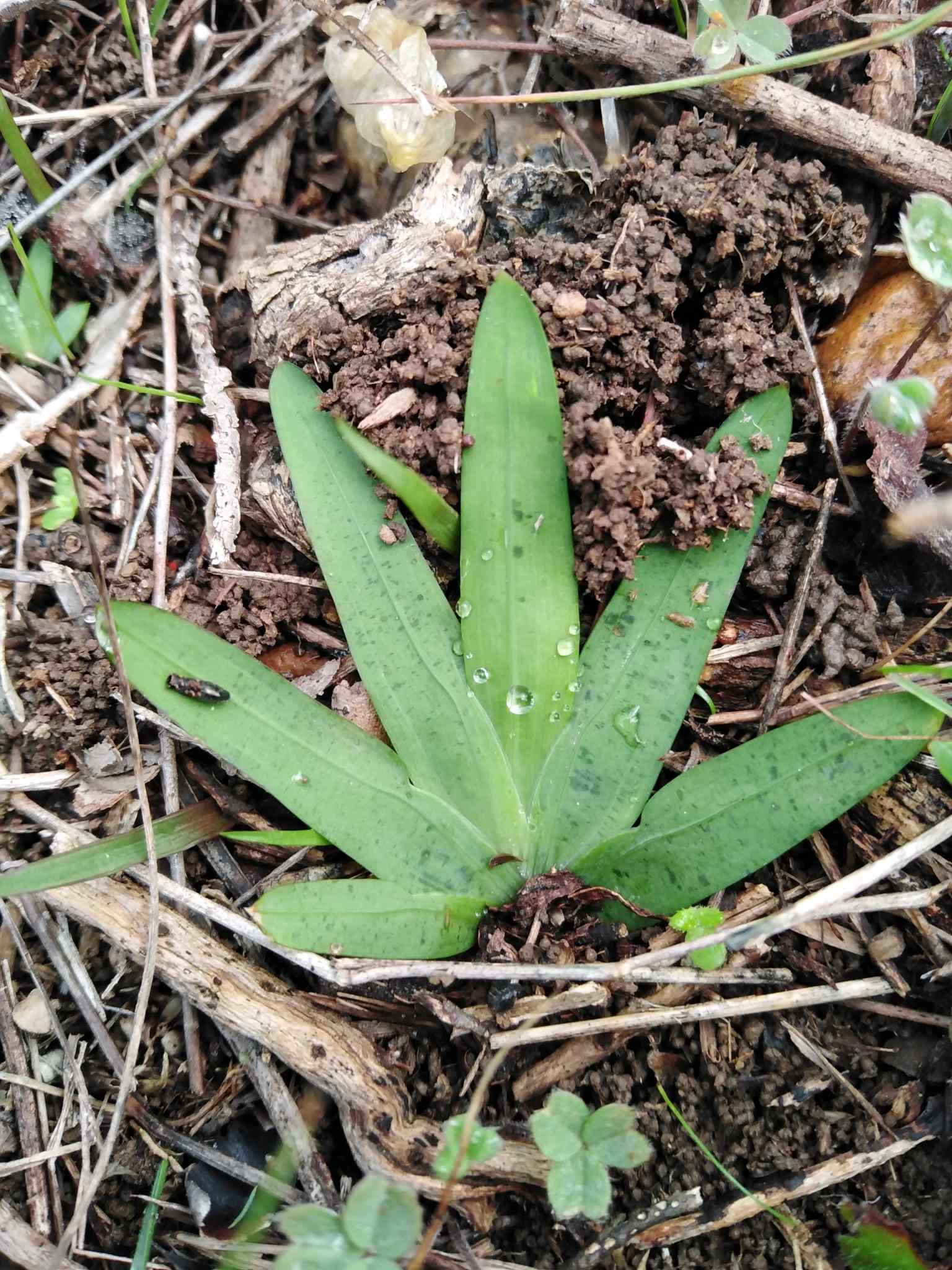 Caryophyllaceae