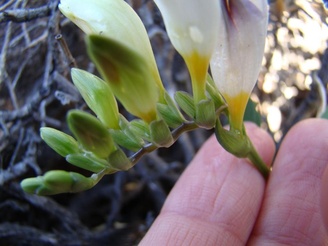 Caryophyllaceae
